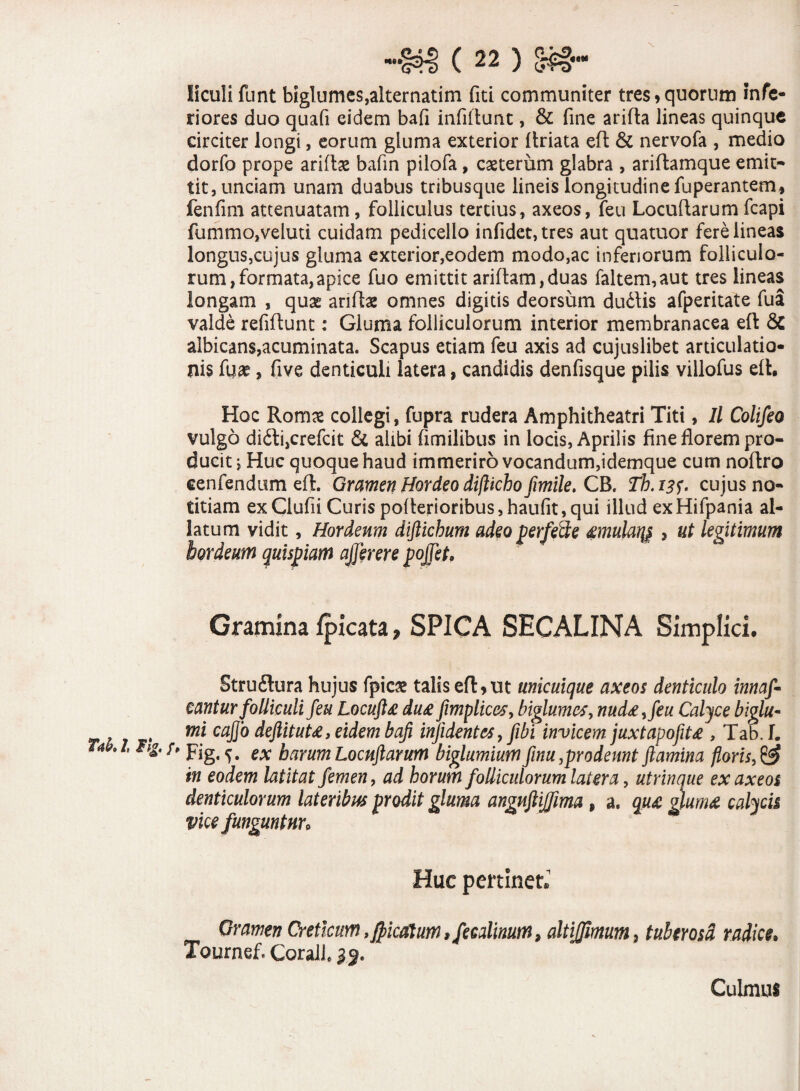 Iiculi funt biglumes.alternatim fiti communiter tres,quorum infe- riores duo quafi eidem bafi infiltunt, & fine arifta lineas quinque circiter longi, eorum gluma exterior ftriata eft & nervofa , medio dorfo prope ariftse bafin pilofa, caeterum glabra , ariftamque emit¬ tit, unciam unam duabus tribusque lineis longitudine fuperantem, fenfim attenuatam, folliculus tertius, axeos, feu Locuftarum fcapi fummo,veluti cuidam pedicelio infidet,tres aut quatuor fere lineas longus,cujus gluma exterior,eodem modo,ac inferiorum folliculo¬ rum, formata, apice fuo emittit aridam,duas faltem,aut tres lineas longam , qux aridae omnes digitis deorsum dudfis afperitate fua valde refiftunt: Gluma folliculorum interior membranacea eft & albicans,acuminata. Scapus etiam feu axis ad cujuslibet articulatio¬ nis fuae, five denticuli latera, candidis denfisque pilis villofus eft. Hoc Romas collegi, fupra rudera Amphitheatri Titi, II Colifeo vulgo di6li,crefcit & alibi fimilibus in locis, Aprilis fine florem pro¬ ducit ; Huc quoque haud immeriro vocandum,idemque cum noftro cenfendum eft. Gramen Hordeo difticho fimile. CB. Tb.13f. cujus no¬ titiam ex Ciufii Curis pofterioribus,haufit, qui illud exHifpania al¬ latum vidit, Hordeum diftichum adeo perfe&e £mulaty> , ut legitimum hordeum quispiam ajjerere pojfet• Gramina fpicata, SPICA SECALINA Simplici. §tru£lura hujus fpicae talis eft > ut unicuique axeos denticulo innaf- cantur folliculi feu Locuft& du£ fimplices, biglumcs, nud£>feu Calyce biglu- mi cajjo deftituU, eidem bafi injidentes, fibi invicem. juxtapofit£ , Tab. I. l hg. /, ^ ex foarum locuftarum biglumium finu, prodeunt flamina floris, in eodem latitat femen, ad horum folliculorum latera, utrinque ex axeos denticulorum lateribus prodit gluma anguftijfima , a. qu£ glum£ calycis vice funguntur. Huc pertinet* Gramen Creticum, falcatum»fecalinum, altijjimum, tuberosa radice. Tournef. Corall 3% Culmus