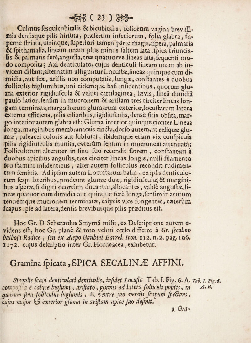 l' #$§ C 23 ) Cnlrtllis fesquicubitalis & bicubitalis, foliorum vagina breviffi- filis denfisque pilis hirfuta, praefertim inferiorum, folia glabra, fu- perne driata,utrinque,fuperiori tamen parte uiagis,afpera, palmaria & fpithamalia,lineam unam plus minus faltem lata,fpica triuncia- lis & palmaris fere,anguda, tres qoatuorve lineas lata,fequenti mo¬ do compofita 5 Axi denticulato, cujus denticuli lineam unam ab in¬ vicem diflant,alternarim affiguntur Locudae,lineas quinque cum di¬ midia, aut fex, aridis non computatis,longae,condantes £ duobus folliculis biglumibus,uni eidemque bafi infidentibus, quorum glu¬ ma exterior rigidiufcula & veluti cartilaginea , laevis, linea dimidia paulo latior, fenfim in mucronem & aridam tres circiter lineas lon¬ gam terminata,margo harum glumarum exterior,locuftarum latera externa efficiens,pilis ciliaribus,rigidiufculis,dense fitis obfita,mar¬ go interior autem glabra ed: Gluma interior quinque circiter Lineas longa, marginibus membranaceis cindta,dorfo autem,ut reliquae glu¬ mae , paleacei coloris aut fubfufci, ibidemque etiam vix confpicuis pilis rigidiufculis munita,exterum fenfim in mucronem attenuata: Folliculorum alteruter in finu fuo recondit florem , conflantem i duobus apicibus angudis, tres circiter lineas longis,nulli filamento feu damini infidentibus , alter autem folliculus recondit rudimen¬ tum feminis. Ad ipfam autem Locudarum bafin , ex ipfis denticulo¬ rum fcapi lateribus,prodeunt glumae dux, rigidiufcula & margini¬ bus afperx,fi digiti deorsum ducantur,albicantes, valde angudae,li¬ neas quatuor cum dimidia aut quinque fere longx,fenfim in acutum tenuemque mucronem terminatae, calycis vice fungentes, cseterum fcapus ipfe ad latera,denfis brevibusque pilis praeditus ed. Hoc Gr. D. Scherardus Smyrna mifit,exDefcriptione autem e- videns ed, hoc Gr. plane & toto veluti ccelo differre a Gr.fecalino bulbofa Radice , feu ex Jkpo Banhini Barrel. Icon. 112. n. 2. pag. 106» 1172. cujus defcriptio inter Gr. Hordeacea, exhibetur» Gramina ipicata, SPICA SECALIISLE AFFINI. Singulis fcapi denticulati denticulis, infidet Locufia Tab. I. Fig. 6. A. Tai. i. F'g. s. CQWt/op a e calice biglumi, ariftato, glumis ad lateta folliculi pofitis, in ^ quarum jinu folliculus biglumis * B. ventre fuo versus fcapum JpeSans 9 cujus major o exterior 'gluma in ariftam apice fuo definit* t, Gra-