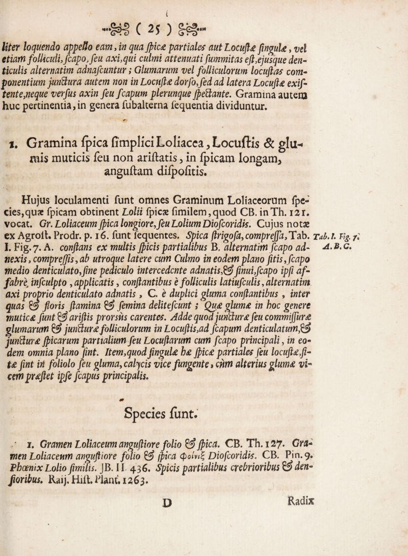 liter loquendo appello eam, in qua Jpica partiales aut Locufla flngula, vel etiam folliculi, fcapo, feu axi,qui culmi attenuati fummitas eft,e jusque den¬ ticulis alternatim adnafcuntur; Glumarum vel folliculorum locuftas com¬ ponentium junftura autem non in Locufla dorfo,fed ad latera Locufta exif- tente,neque verfus axin feu fcapum plerunque JpeSante. Gramina autem huc pertinentia,in genera fubalterna fequentia dividuntur. i. Gramina fpica fimplici Loliacea , Locuftis & glu< mis muticis feu non ariftatis, in fpicatn longam^ anguftatn difpofitis. Hujus loculamenti funt omnes Graminum Loliaceorum fpe- cies,qux fpicam obtinent Lolii fpicas fimilem,quod CB. inTh. 121. vocat. Gr. Loliaceum fpica longiore,feu Lolium Diofcoridis. Cujus notas ex Agroll. Prodr. p. 16. funt fequentes. Spica ftrigofa, comprejja,Tab. I. Fig.7. A. conflans ex multis fpicis partialibus B, alternatim fcapo ad¬ nexis, compreffis, ab utroque latere cum Culmo in eodem plano fitis, fcapo medio denticulato,fine pediculo intercedente adnatis$§finui,fcapo ipfi af¬ fabre; infculpto , applicatis, conflantibus e folliculis latiufculis, alternatim axi proprio denticulato adnatis, C. e duplici gluma conflantibus, inter quas & floris flamina & femina delitefcunt; Qua gluma in hoc genere mutica funt & ariftis prorsus carentes. Adde quod juntlura feu commiffura glumarum & junctura folliculorum in Locuftis,ad fcapum denticulatum,& junftura jpicarum partialium feu Locuflarum cum fcapo principali, in eo¬ dem omnia plano fmt. ltem,quod flngula ha Jpica partiales feu locufla,fi- ta fint in foliolo feu gluma, calycis vice fungente * cum alterius gluma vh cempraftet ipfe fcapus principalis. Species lunt. * 1. Gramen Loliaceum anguftiore folio & Jpica. CB.Th.i27' Cra* mtn Loliaceum anguftiore folio & fpica cpolv/§ Diofcoridis. CB. Pin.9, Phoenix Lolio fimilts. JB. II 436. Spicis partialibus crebrioribus & den* floribus. Raij.Hift. Flant. 1263. Tab.I. % f. A.B.G* D Radix