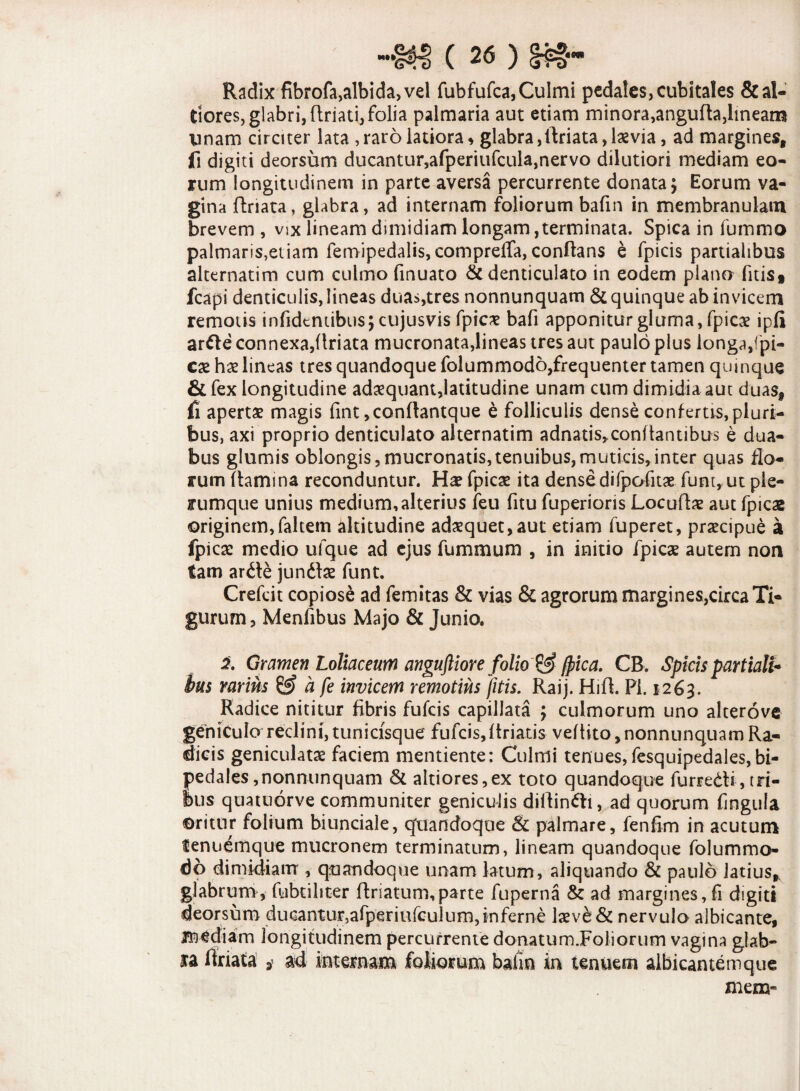 Radix fibrofa,albida, vel fubfufca, Culmi pedales, cubitales &al- tiores, glabri, flriati, folia palmaria aut etiam minora,angufta,lineam unam circiter lata , raro latiora* glabra, llriata, laevia, ad margines, fi digiti deorsum ducantur,afperiufcula,nervo dilutiori mediam eo¬ rum longitudinem in parte aversa percurrente donata; Eorum va¬ gina ftriata, glabra, ad internam foliorum bafin in membranulam brevem , vix lineam dimidiam longam,terminata. Spica in lummo palmaris,etiam femipedalis, compreffa, conflans e fpicis partialibus alternatim cum culmo finuato & denticulato in eodem plano fitis* fcapi denticulis, lineas duas,tres nonnunquam & quinque ab invicem remotis infidemibu$;cujusvis fpic* bafi apponitur gluma, fpicae ipfi arfte connexa,ftriata mucronata,lineas tres aut paulo plus longa,fpi- cae hae lineas tres quandoque folummodo,frequenter tamen quinque & fex longitudine adaequantjatitudine unam cum dimidia aut duas, fi apertae magis fint ,conftantque e folliculis dense confertis, pluri¬ bus, axi proprio denticulato alternatim adnatis, conflantibus e dua¬ bus glumis oblongis, mucronatis,tenuibus, muticis,inter quas flo¬ rum flamina reconduntur. Ha? fpicae ita dense difpofitae funt, ut ple¬ rumque unius medium, alterius ieu fitu fuperioris Locuflae aut fpicae originem,faltem altitudine adaequet,aut etiam fuperet, praecipue a fpicae medio ufque ad ejus fummum , in initio fpicae autem non tam ardte jundtae funt. Crefcit copiose ad femitas & vias & agrorum margines,circa Ti- gurum, Menfibus Majo & Junio. 2. Gramen Loliaceum anguftiore folio $$ faica. CB. Spicis partiali* bus rarius & a fe invicem remotius fitis. Raij. Hift. Pl. 1263. Radice nititur fibris fufeis capillata ; culmorum uno alterove geniculo reclini, tunicisque fufcis,ftriatis veflito, nonnunquam Ra¬ dicis geniculatae faciem mentiente: Culmi tenues, fesquipedales, bi¬ pedales,nonnunquam & altiores,ex toto quandoque furredti, tri¬ bus quatuorve communiter geniculis diftindti, ad quorum fingula Oritnr folium biunciale, quandoque Sc palmare, fenfim in acutum fenuemque mucronem terminatum, lineam quandoque folummo¬ do dimidiam , quandoque unam latum, aliquando & paulo latius,, glabrum, fubtiliter flriatum,parte fuperna & ad margines,fi digiti deorsum ducanturjafperiufculumjinferne laeve & nervulo albicante, mediam longitudinem percurrente donatum.Foliorum vagina glab¬ ra ftriata > ad internam foliorum bafin in tenuem albicantem que mena-