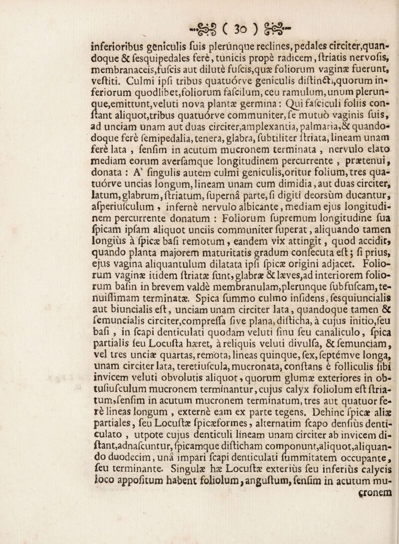 inferioribus gfcniculis fuis plerunque reclines, pedales circiter,quan- doque&fesquipedales fere,tunicis prope radicem,ftriatis nervofis, membranaceis,fufcis aut dilute fufcis,quas foliorum vaginae fuerunt, veftiti. Culmi ipfi tribus quatuorve geniculis diftin&j,quorum in¬ feriorum quodlibet,foliorum fafcilum, ceu ramulum,unum plerun- que,emittunt,veluti nova plantae germina: Quifafciculi foliis con¬ flant aliquot,tribus quatuorve communiter,fe mutuo vaginis fuis, ad unciam unam aut duas circiter,amplexantia, palmaria,&quando- doque fere femipedalia, tenera, glabra, fubtiliter flriata, lineam unam fere lata , fenfim in acutum mucronem terminata , nervulo elato mediam eorum averfamque longitudinem percurrente , praetenui, donata : A' fingulis autem culmi geniculis,oritur folium, tres qua¬ tuorve uncias longum, lineam unam cum dimidia, aut duas circiter, latum,glabrum,ftrlatum,fuperna parte,fi digiti deorsum ducantur, afperiufculum * inferne nervulo albicante, mediam ejus longitudi¬ nem percurrente donatum : Foliorum fupremum longitudine fua fpicam ipfam aliquot unciis communiter fuperat, aliquando tamen longius a fpicae bafi remotum, eandem vix attingit, quod accidit, quando planta majorem maturitatis gradum confecuta eft 5 fi prius, ejus vagina aliquantulum dilatata ipfi fpicas origini adjacet. Folio¬ rum vaginas itidem flriatae funt, glabrae &lasves,ad interiorem folio¬ rum bafin in brevem valde membranulam,plerunque fubfufcam,te- nuiffimam terminatas. Spica fummo culmo infidens,fesquiuncialis aut biuncialis eft, unciam unam circiter lata, quandoque tamen & (emundatis circiter,compreffa fi ve plana, dillicha, a cujus initio,feu bafi , in fcapi denticulati quodam veluti finu feu canaliculo, fpica partialis feu Locufta haeret, a reliquis veluti divulfa, &femunciam, vel tres unciae quartas, remota, lineas quinque, fex, feptemve longa, unam circiter lata, teretiufcula, mucronata, conflans e folliculis fibi invicem veluti obvolutis aliquot*quorum glumas exteriores in ob- tufiufculum mucronem terminantur,cujus calyx foliolum eftftria- tum Jenfim in acutum mucronem terminatum, tres aut quatuor fe¬ re lineas longum , externe eam ex parte tegens. Dehinc fpicas alias partiales, feu Locuftas fpicaeformes, alternatim fcapo denfiusdenti¬ culato , utpote cujus denticuli lineam unam circiter ab invicem di- ftant,adnafcuntur, fpicamque difticham componunt,aliquot,aliquan¬ do duodecim, una impari fcapi denticulati fummitatem occupante, feu terminante. Singulae hae Locuftae exterius feu inferius calycis loco appofitum habent foliolum * anguftum, fenfim in acutum mu¬ cronem