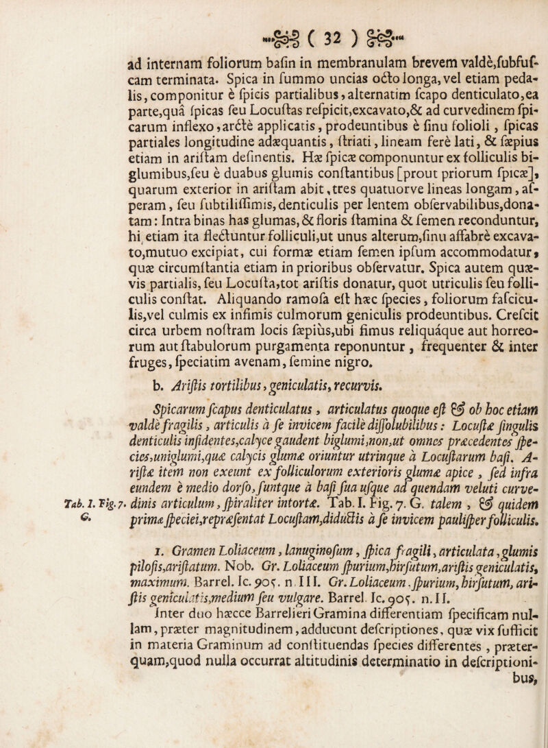 ad internam foliorum bafin in membranulam brevem valdeffubfuf- cam terminata. Spica in fummo uncias o&o longa, vel etiam peda¬ lis, componitur e fpicis partialibus 9 alternatim fcapo denticulato,ea parte,qua [picas feu Locuftas refpicit,excavato,& ad curvedinem fpi- carum inflexo 9ar6le applicatis, prodeuntibus e finu folioli, fpicas partiales longitudine adaquantis, (friati, lineam fere lati, & faepius etiam in ariflam definentis. Hae fpicae componuntur ex folliculis bi- glumibuSjfeu e duabus glumis conflantibus [prout priorum fpicae], quarum exterior in ariflam abit, tres quatuorve lineas longam, af- peram, feu fubtiliflimis,denticulis per lentem obfervabilibus,dona¬ tam : Intra binas has glumas, & floris flamina & femen reconduntur, hi etiam ita fletfluntur folliculfiut unus alterum,finu affabre excava- to,mutuo excipiat, cui formae etiam femen ipfum accommodatur» quae circumflantia etiam in prioribus obfervatur. Spica autem quae¬ vis partialis, feu Locufla9tot ariflis donatur, quot utriculis feu folli¬ culis conflat. Aliquando ramofa efl haec fpecies, foliorum fafcicu- lis,vel culmis ex infimis culmorum geniculis prodeuntibus. Crefcit circa urbem noflram locis faepius,ubi fimus reliquaque aut horreo¬ rum autflabulorum purgamenta reponuntur , frequenter & inter fruges, fpeciatim avenam, femine nigro* b. Ariftis tortilibus > geniculatis, recurvis. Spicarum fcapus denticulatus, articulatus quoque efl & ob hoc etiam valde fragilis, articulis a fe invicem facile diffolubilibus: Locuft0 fingulis denticulis in fident es,calyce gaudent biglumi,non,ut omnes procedentes Jpe- cics,uniglumi,quo calycis glumo oriuntur utrinque a Locuftarum bafu A- rifto item non exeunt ex folliculorum exterioris glumo apice , fed infra eundem e medio dorfo,funtque a bafi fua ufque ad quendam veluti curve- Tak 1. F lg.?. dinis articulum, Jpir alit er intorto. Tab. I. Fig. 7. G, talem , quidem primo jpecieureprofentat LocuftamflidiMis a fe invicem paulijper folliculis. 1. Gramen Loliaceum 3 lanuginofum, Jpica fragili, articulata,glumis pilofis,ariftatum. Nob. Gr. Loliaceum jpurium,hirfutum,ariftisgeniculatist maximum. Barrel. Ic. 90^. n 111. Gr. Loliaceum,Jpurium, hirfututn> arir ftis geniculatis,medium feu vulgare. Barrel. Ic. 9 of. n. II. Inter duo haecce Barrelieri Gramina differentiam fpecificam nul¬ lam , praeter magnitudinem, adducunt defcriptiones, quae vix fufticit in materia Graminum ad conflituendas fpecies differentes , praeter¬ quam,quod nulla occurrat altitudinis determinatio in defcriptioni- bus,