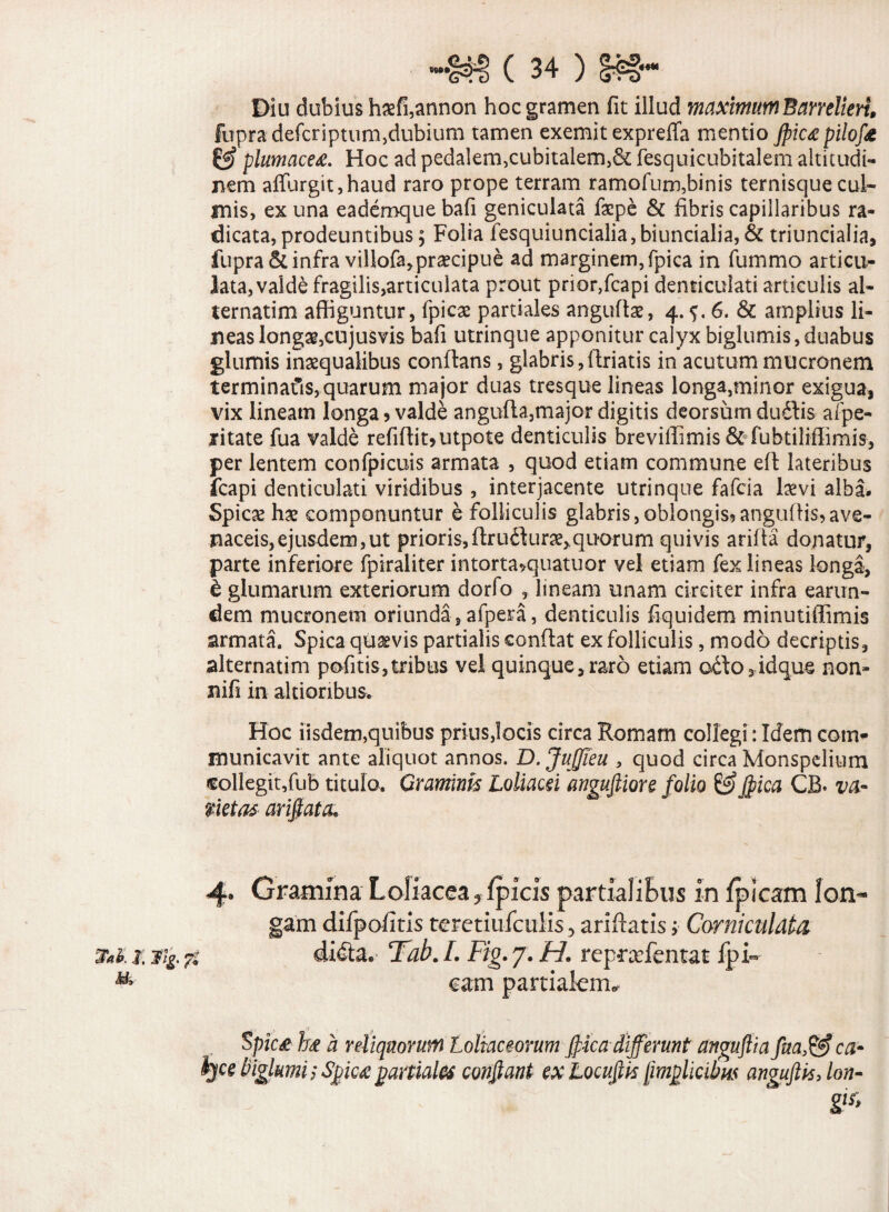 Diu dubius haefi,annon hoc gramen fit illud maximumBamlieri, fupradefcriptum,dubium tamen exemit expreffa mentio Jpic<£pilof& & plumacea. Hoc ad pedalem,cubitalem,&; fesquicubitalem altitudi¬ nem affurgit,haud raro prope terram ramofum,binis ternisque cul¬ mis, ex una eademque bafi geniculata fxpe & fibris capillaribus ra¬ dicata, prodeuntibus; Folia fesquiuncialia,biuncialia, & triuncialia, fupra & infra villofa,praecipue ad marginem, fpica in fummo articu¬ lata, valde fragilis,articuiata prout prior,fcapi denticulati articulis al¬ ternarim affiguntur, fpicae partiales anguflae, 4. 6. & amplius li¬ neas longae,cujusvis bafi utrinque apponitur calyx biglumis, duabus glumis inaequalibus conflans, glabris,ftriatis in acutum mucronem terminatis, quarum major duas tresque lineas longa,minor exigua, vix lineam longa > valde angufla,major digitis deorsum duilis afpe- litate fua valde refiflit>utpote denticulis breviflimis& fubtiliffimis, per lentem confpicuis armata , quod etiam commune efl lateribus fcapi denticulati viridibus , interjacente utrinque fafcia laevi alba. Spicae hae componuntur e folliculis glabris,oblongis^atiguflis,ave¬ naceis, ejusdem, ut prioris,flruilurae^quorum quivis arida donatur, parte inferiore fpiraliter intorta*quatuor vel etiam fex lineas longa, & glumarum exteriorum dorfo , lineam unam circiter infra earun- dem mucronem oriunda, afpera, denticulis fiquidem minutiffimis armata. Spica quavis partialis conflat ex folliculis, modo decriptis, alternatim pofitis, tribus vel quinque, raro etiam a£\o3idque non- nifi in altioribus. Hoc iisdem,quibus prius,locis circa Romam collegi: Idem com¬ municavit ante aliquot annos. D.JuJJleu , quod circa Monspelium €ollegit,fub titulo. Gramini* Loliacei anguftiore folio &fiica CB» va- netas arifiata. l Tig. f. Gramina Loliacea 9 fpicis partialiBus in fpicam lon¬ gam difpofitis teretiufcuiis 3 ariftatis > Corni cuidta didta. Tfab. I. Fig. 7. H. rep-rxfentat jfpi- eam partialem,. Spic£ bsA a reliquorum Loliaceorum Fica differunt anguftia fua& ca- fye Digkmi; Spiicx partiales confiant ex Locufik jimplmbns anguftisjon- glf>
