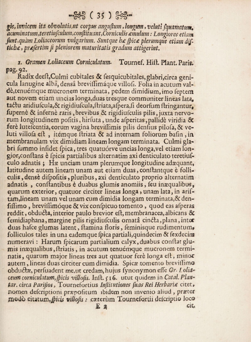 C 3? 3 §■£§•“ |k, invicem ita obvolutis>ut corpus anguftum, longum, veluti fquamatum* acuminatum >teretiufculum>conftituantyComiculk£mulum: Longiores etiam funt,quam Loliaceorum vulgarium. Sunt que h£ Jpic<e plerumque etiam dtf- ticbx, prdfertim fi pleniorem maturitatis gradum attigerint. i. Gramen Loliaceum Corniculatum- Tournef. Hifl. Piant. Pari# pag. 92. . Radix decffc,Culmi cubitales & fesquicubitales, glabri,circa geni- cula lanugine alba, densa breviffimaque villofi. Folia in acutum val¬ de, tenuemque mucronem terminata, pedem dimidium,imo feptens aut novem etiam uncias longa,duas tresque communiter lineas lata, taftu aridiufcula,& rigidiufculasflriata,afpera,fi deorfum flringantur* fuperne & inferne raris,brevibus & rigidiufculis pilis, juxta nervo¬ rum longitudinem pofitis,hirfuta,undeafperitas,pallide viridia 6c fere lutefcentia,eorum vagina breviffimis pilis denfius pilofa,& ve- luti viliofa efl , itemque ilriata & ad internam foliorum bafin , in membranulam vix dimidiam lineam longam terminata. Culmi gla¬ bri fummo infidet fpica, tres quatuorve uncias longa,vel etiam lon- gior,conftans e fpicis partialibus alternatim axi denticulato teretiuf- culo adnatis; H& unciam unam plerumque longitudine adaequant^ latitudine autem lineam unam aut etiam duas, conflantque e folli¬ culis, dense difpofitis,pluribus,axi denticulato proprio alternatim adnatis , conflantibus e duabus glumis anomiis, feu inaequalibus, quarum exterior, quatuor circiter lineas longa, unam lata, in arif- tam,lineam unam vel unam cum dimidia longam terminata,& den- fiffimo , breviflimoque & vix confpicuo tomento , quod eas afperas reddit, obdufla, interior paulo brevior efl, membranacea, albicans &C femidiaphana,margine pilis rigidiufculis ornata cin6ta, plana, inter duas hafce glumas latent, flamina floris, feminisque rudimentum» folliculos tales in una eademque fpica partiali,quindecim & fexdecim numeravi: Harum fpicarum partialium calyx,duabus conflat glu¬ mis inaequalibus,flriatis, in acutum tenuemque mucronem termi¬ natis, quarum major lineas tres aut quatuor fere longa efl, minor autem, lineas duas circiter cum dimidia. Spicae tomento brevillimo obduilae, perfuadent me,ut credam, hujus fynonymon effe Gr- L olia* ceum corniculatum,fpicis villofis. Infl. f 16. utut quidem in Catal Plan* tar. circa Parifios, Tournefortius Inftitutioncs fuas Rei HerbarU citet* nomen defcriptioni praepofitum ibidem non invenio aliud , praeter modo ciutum?#zcis villofis * caecerum Tournefqrui defexipuo loco £ si cit,