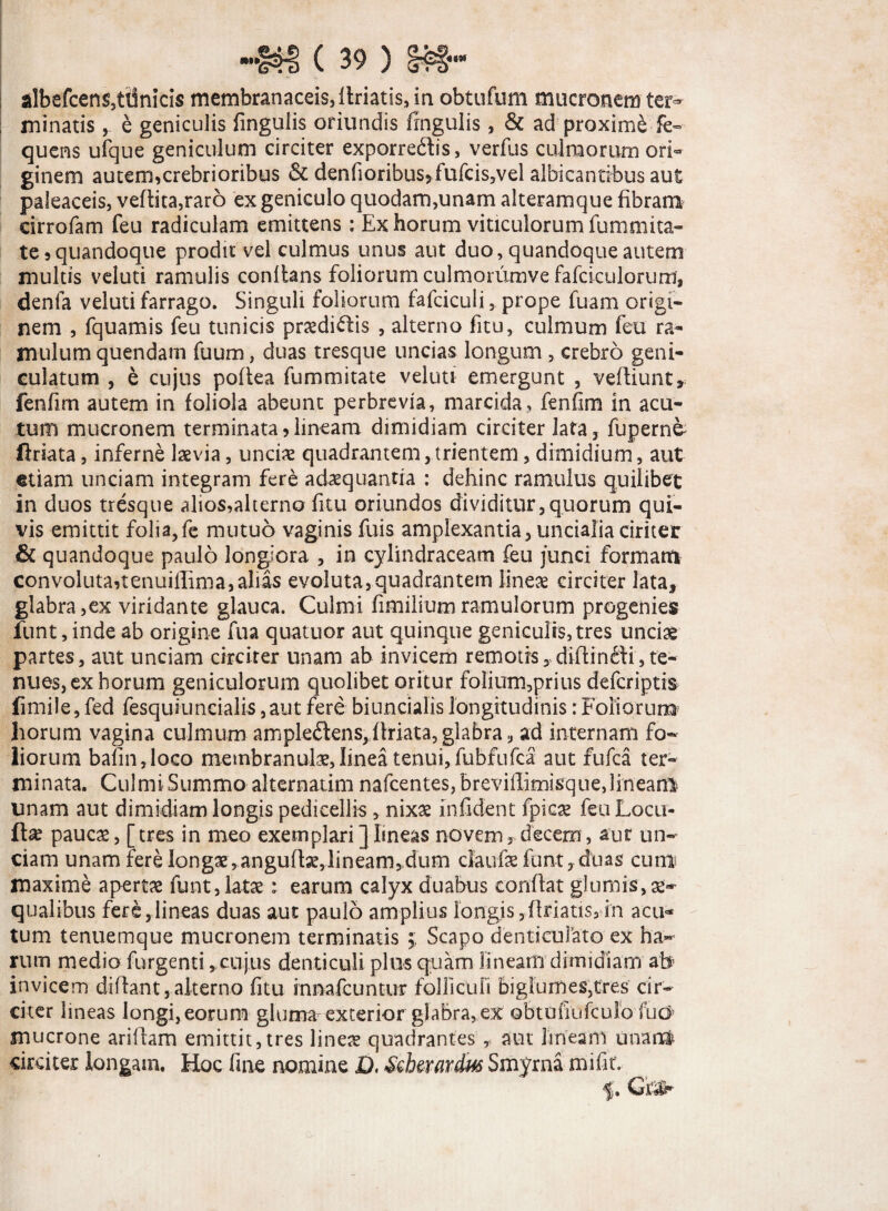 albefcens5tUnici$ membranaceis, itriatis, iri obtufum mucronem ter¬ minatis y e geniculis fingulis oriundis frngulis, & ad proximi fe- quens ufque geniculum circiter exporrebtis, verfus culmorum ori- ginem autem,crebrioribus & denfioribus,fufcis,vel albicantibus aut paleaceis, veftita,raro ex geniculo quodam,unam alteramque fibram^ cirrofam feu radiculam emittens: Ex horum vinculorum fu manta¬ te , quandoque prodit vel culmus unus aut duo, quandoque autem multis veluti ramulis conltans foliorum culmommve fafdculorum, denfa veluti farrago. Singuli foliorum fafciculi,. prope fuam origi¬ nem , fquamis feu tunicis praedidis , alterno fitu, culmum feu ra¬ mulum quendam fuum, duas tresque uncias longum , crebro geni¬ culatum , e cujus poftea fummitate veluti emergunt , vefliunt» fenfim autem in foliola abeunt perbrevia, marcida, fenfim in acu¬ tum mucronem terminata,lineam dimidiam circiter lata, fupernk Uriata, inferne laevia, uncix quadrantem, trientem, dimidium, aut etiam unciam integram fere adaequantia : dehinc ramulus quilibet in duos tresque alios,alterno fitu oriundos dividitur,quorum qui¬ vis emittit folia,fe mutuo vaginis fuis amplexantia, uncialiaciriter & quandoque paulo longiora , in cylindraceam feu junci formam convoluta,tenuiflima,alias evoluta,quadrantem lineae circiter lata, glabra,ex viridante glauca. Culmi fimiliumramulorum progenies funt, inde ab origine fua quatuor aut quinque geniculis, tres unciae partes, aut unciam circiter unam ab invicem remotis, diflinfti, te¬ nues, ex horum geniculorum quolibet oritur folium,prius defcriptis fimile, fed fesquiuncialis,aut fere biuncialislongitudinis:Foliorum horum vagina culmum ample£lens,,ftriata, glabra, ad internam fo¬ liorum bafin,loGo membranulae, linea tenui, fubfnfca aut fufca ter¬ minata. Culmi Summo alternatim nafcentes, breviflimisque, lineam unam aut dimidiam longis pedicellis, nixae infident fpicae feuLocu- ft* paucae, [tres in meo exemplari ] lineas novem, decem, aut un¬ ciam unam fere longae,angufhe,lineam,.dum daufe funt, duas cum? maxime aperta funt, latae: earum calyx duabus conflat glumis, ae¬ qualibus fere,lineas duas aut paulo amplius longis, flnatis, in acu* tum tenuemque mucronem terminatis 5 Scapo denticulato ex ha¬ rum medio furgenti, cujus denticuli plus quam lineam dimidiam ab invicem diflant, alterno fitu innafcuntur folliculi bigiurftes,tres cir¬ citer lineas longi,eorum gluma exterior glabra, ex obtofitffculo fudj mucrone ari fiam emittit, tres lineae quadrantes , aut lineam unam circiter longam. Hoc fme nomine D. Seherardus Smyrna mifit.