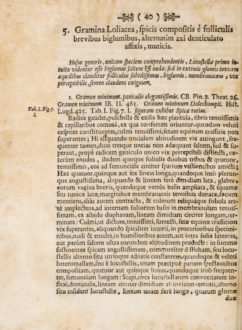 Tab.l. Flg.j. I *%&% ( 40 ) 5. Gramina Loliacea ^ fpicis compofitis e folliculis brevibus biglumibus5 alternatim axi denticulato affixis 3 muticis. Hujus generis, unicam jpeciem comprehendentis, Locuftell£ primo in- tuitu videntur ejje biglumes faltem 52? nud&, fed in extimis glumis invicem aqualibus clauditur folliculus fubtiliffimus, biglumis, membranaceus 3 vix perceptibilis,femen claudens exiguum# 1. Gramen minimum, paniculis elegantiflimis. CB. Pin. 2. Theat.26. Gramen minimum 1B. II. 46 Gramen minimum Dalechampii. Hift. Lugd.42^ Tab.l. Fig.7.1. figuram exhibet Spic<e totius. Radice gaudet>pulchella exilis haec plantula, hbris tenuiffimis & capillaribus comosa,ex qua confertim oriuntur,quosdam veluti cefpites conftituentes,culmi tenuiflimi,fetam equinam craflitie non fuperantes j Hi alfquando uncialem altitudinem vix attingunt/fre¬ quenter tamen,duas tresque uncias non adaequant faltem, fed & fu* perant, prope radicem geniculo unico vix perceptibili diftin&i, ce¬ terum enodes , ibidem quoque foliolis duobus tribus & quatuor, tenuiiTimis,eos ad femunciale circiter fpatium veftientibus ami6li$ Haec quatuor,quinque aut fex lineas longa,quandoque imo plerun- que anguftiflima, aliquando & lineam fere dimidiam lata, glabras eorum vagina brevis, quandoque versus bafin ampliata, & fquamae feu tunicae latae,marginibus membranaceis tenuibus donatae,faciem mentiens,alias autem contradfa, & culmum reliquaque foliola arc¬ te ampledlens,ad internam foliorum bafin in membranulam tenuit- fimam, ex albido diaphanam, lineam dimidiam circiter longam,ter¬ minata : Culmi,ut diitum,tenuiflimi, furredli,fetae equina craflitiem vix fuperantes, aliquando fpiraliter intorti, in procerioribus fpecimi- nibus,nudi & enodes,in humilioribus autem,aut intra folia latentes, aut parum faltem ultra eorundem altitudinem producti: in fummo fuftinentes fpicam anguftiflimam, communiter d fticham, feu locu- ftellis alterno fitu utrinque adnatis conflantem,quandoque & veluti heteromal!am,feu e locuflellis,unam praecipue partem fpedtantibus compofitam, quatuor aut quinque lineas,quandoque imo frequen¬ ter, femunciam longam: Scapi,circa locuftellarum convexitatem in¬ flexi,denticulis,lineam circiter dimidiam ab invicem remotis,alterno fitu infident jacufiellae # liacam miam fere longae, quarum giumse