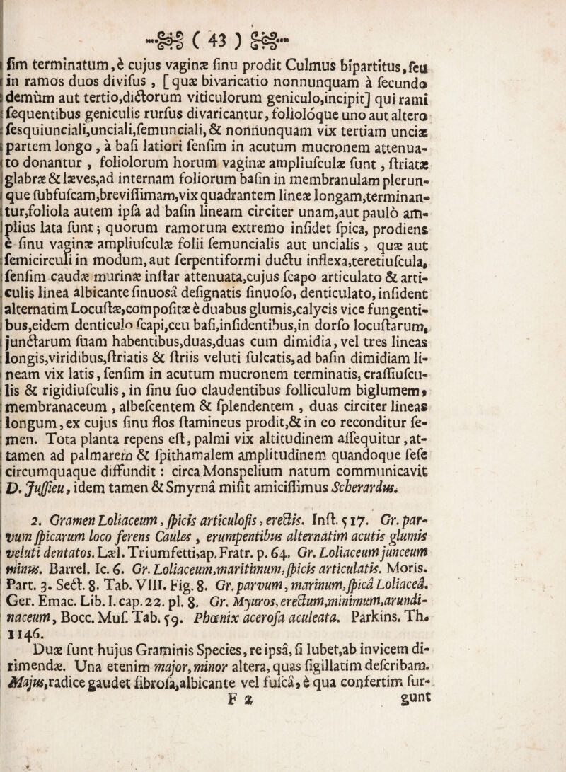 fim terminatum,e cujus vaginae finu prodit Culmus bipartitus, fcy in ramos duos divifus, [quae bivaricatio nonnunquam a fecundo demum aut tertio,diftorum viticulorum geniculo,incipit] qui rami fequentibus geniculis rurfus divaricantur, folioloque uno aut altero fesquiunciali,unciali,femunciali,& nonnunquam vix tertiam unciae i partem longo, a bafi latiori fenfira in acutum mucronem attenua» ito donantur , foliolorum horum vaginae ampliufculae funt, ftriatas i glabrae & laeves,ad internam foliorum bafin in membranulam plerun- i que fubfufcam,breviffimam,vix quadrantem lineae longam,terminan« ;tur,foliola autem ipfa ad bafin lineam circiter unam,aut paulo am¬ plius lata funt j quorum ramorum extremo infidet fpica, prodiens e finu vaginae ampliufculae folii femuncialis aut uncialis, quae aut femicirculi in modum,aut ferpentiformi dudtu inflexa,teretiufcula* jfenfim caudae murinae inflar attenuata,cujus fcapo articulato & arti- { culis linea albicante finuosa defignatis finuofo, denticulato, infident altematim Locuflaejcompofitae e duabus glumis,calycis vice fungenti- ibus,eidem denticulo fcapi,ceu bafi,infidentibus,in dorfo locuflarum, (jundarum fuam habentibus,duas,duas cum dimidia, vel tres lineas i longis,viridibus,flriatis & flriis veluti fulcatis,ad bafin dimidiam li¬ neam vix latis, fenfim in acutum mucronem terminatis, crafliufcu- lis & rigidiufculis, in finu fuo claudentibus folliculum biglumem j membranaceum , albefcentem & fplendentem , duas circiter lineas j longum,ex cujus finu flos ftamineus prodit,& in eo reconditur fe- : men. Tota planta repens eft, palmi vix altitudinem alfequitur ,at- i tamen ad palmarem & fpithamalem amplitudinem quandoque fefe i circumquaque diffundit: circa Monspelium natum communicavit D, JuJfieu, idem tamen & Smyrna mifit amiciflimus Scherardus* 2. Gramen Loliaceum ,fiids articulo fis, eredis, Inft. $ 17. Gr. par- vum jpicarum loco ferens Caules , erumpentibus altematim acutis glumis veluti dentatos. Lael. Triumfetthap* Fratr. p. 64» Gr. Loliaceum junceum ntinus. Barrel. Ic. G. Gr. Loliaceum.maritimum,(picis articulatis. Moris, Part. 3. Se6t. 8. Tab. VIII. Fig.8. Gr,parvum,marinum, fpicdLoliacei. Ger. Emac. Lib. I. cap. 22. pl. 8. Gr. Myuros,erecduM,minimum,armdi- I naceum, Bocc. Muf. Tab. 59. Phoenix acerofa aculeata. Parkins. Th« 11146.. Dux funt hujus Graminis Species, re ipsa, fi lubet,ab invicem di¬ rimendae. Una etenim major,minor altera, quas figillatim defcribam. Majus,radice gaudet fibrofa,albicante vel fufca5 e qua confertim fur- F % gunt
