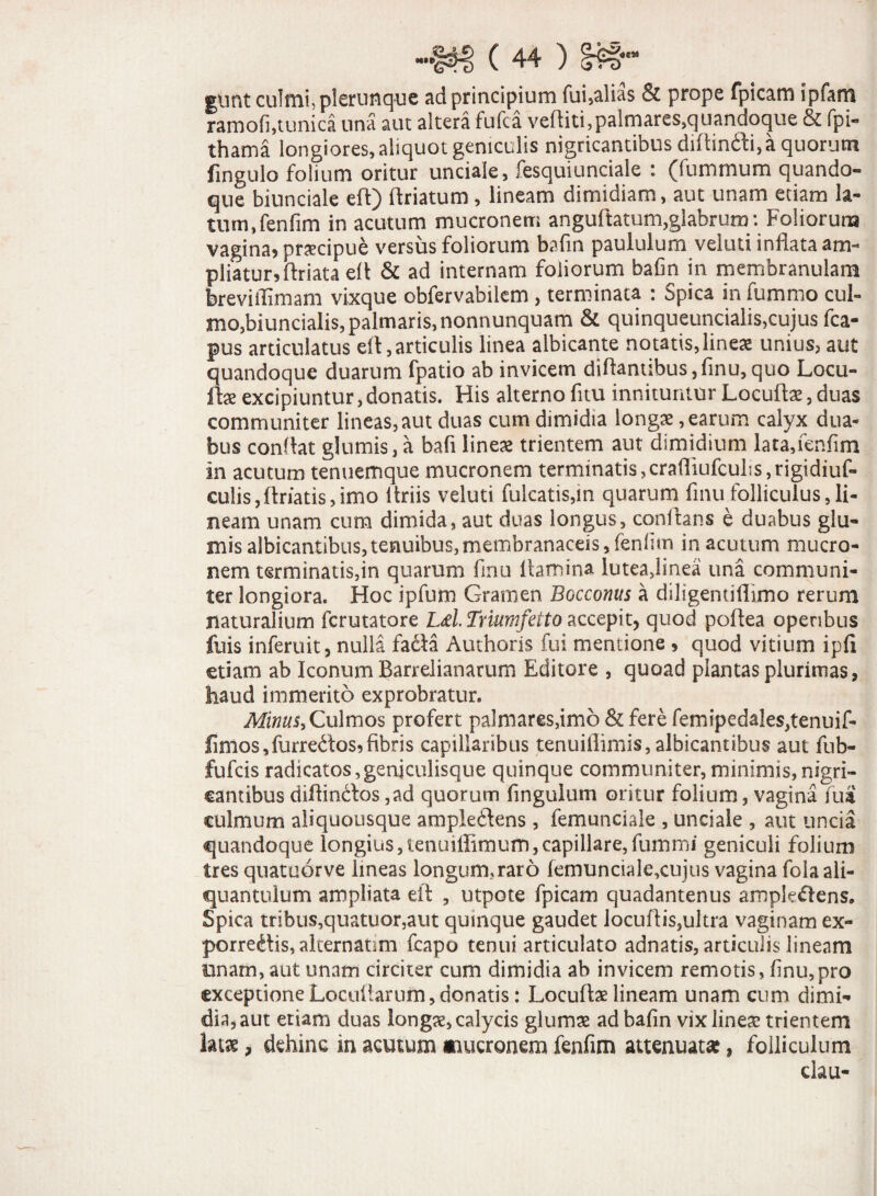 gunt culmi, plenmque ad principium fui,alias & prope fpicam ipfam ramofi,tunica una aut altera fufca veftiti^palmares.quandoque & fpi- thama longiores, aliquot geniculis nigricantibus diftindti, a quorum fingulo folium oritur unciale, fesquiunciale : (funimum quando¬ que biunciale eft) ftriatum, lineam dimidiam, aut unam etiam la¬ tum ,fenfim in acutum mucronem anguftatum,glabrum: Foliorum vagina, pnecipue versus foliorum bafin paululum veluti inflata am¬ pliatur, ftriata eft & ad internam foliorum bafin in membranulam brevilTimam vixque obfervabilem , terminata : Spica in fummo cui- mo,biuncialis, palmaris, nonnunquam & quinqueuncialis,cujus fca- pus articulatus eft, articulis linea albicante notatis, linex unius, aut quandoque duarum fpatio ab invicem diflantibus, finu, quo Locu- ftae excipiuntur,donatis. His alterno fuu innituntur Locuftae, duas communiter lineas, aut duas cum dimidia longx, earum calyx dua¬ bus condat glumis, a bafi lineas trientem aut dimidium lata,fenfim in acutum tenuemque mucronem terminatis,crafliufculis,rigidiuf- culis,(lriatis,imo ltriis veluti fulcatis,m quarum finu folliculus,li¬ neam unam cum dimida, aut duas longus, conflans e duabus glu¬ mis albicantibus, tenuibus, membranaceis, fenfim in acutum mucro¬ nem terminatis,in quarum finu lhmina lutea,lmea una communi¬ ter longiora. Hoc ipfum Gramen Bocconus a diligentiflimo rerum naturalium fcrutatore Ld. Triumfetto accepit, quod poftea operibus fuis inferuit, nulla fa&a Authoris fui mentione , quod vitium ip(i etiam ab Iconum Barrelianarum Editore , quoad plantas plurimas, haud immerito exprobratur. Minus, Culmos profert palmares,imo & fere femipedales,tenuif- fimos,furre6tos,fibris capillaribus tenuiflimis, albicantibus aut fub- fufcis radicatos,genjculisque quinque communiter, minimis,nigri¬ cantibus diilindos ,ad quorum fingulum oritur folium, vagina fui culmum aliquousque ampleftens , femunciale , unciale , aut uncia quandoque longius,lenuiffimum,capillare,fummi geniculi folium tres quatuorve imeas longum,raro femunciale,cujus vagina fola ali¬ quantulum ampliata eil , utpote fpicam quadantenus ampkdens. Spica tribus,quatuor,aut quinque gaudet locuflis,ultra vaginam ex- porrectis, alternatam fcapo tenui articulato adnatis, articulis lineam unam, aut unam circiter cum dimidia ab invicem remotis, finu,pro exceptione Locutiarum, donatis: Locufbe lineam unam cum dimi¬ dia, aut etiam duas longae, calycis glumae ad bafin vix linea? trientem lat£, dehinc in acutum amronem fenfim attenuata, folliculum dau-
