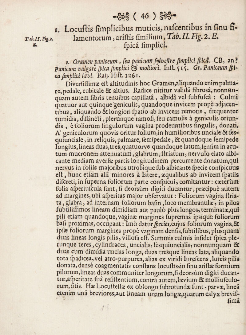 fi. 41 ( 46 ) t. Locuftls (implicibus muticis, nafcentibus in finu jft- lamentorum > ariftis fimilium, IL Fig. 2. £• fpica fimplici. je Gramen paniceum > feu panicum fylveftre fimplici fpica. CB, an? Panicum vulgare fpica fimplici & molliori Inft. 515. Gr. Paniceum Jpu ca fimplici Uvi. Raij. Hift. 1261. Diverfiffimae e(t altitudinis hoc Gramen>aliquando enim palma¬ re, pedale, cubitale & altius. Radice nititur valida fibrosa, nonnun- quam autem fibris tenuibus capillata, albida vel fubfufca : Culmi quatuor aut quinque geniculis, quandoque invicem prope adjacen¬ tibus , aliquando & longiori fpatio ab invicem remotis, frequenter tumidis,diftindli,plerunque ramofi,feu ramulis a geniculis oriun¬ dis , e foliorum fingulorum vagina prodeuntibus fingulis, donati. A' geniculorum quovis oritur folium,in humilioribus unciale & fes- quiunciale, in reliquis, palmare, femipedale, & quandoque femipede longius, lineas duas,tres,quatuorve quandoque latum,fenfim in acu¬ tum mucronem attenuatum,glabrum,firiatum, nervulo elato albi¬ cante mediam averfae partis longitudinem percurrente donatum,qui nervus in foliis majoribus utrobique fub albicante fpecie confpicuus eft, hunc etiam alii minores a latere, aequalibus ab invicem fpatiis difcreti, in fuperna foliorum parte confpicui, comitantur: caeterum folia afperiufcula funt,fi deorsum digiti ducantur,praecipue autem ad margines, ubi afperitas major obfervatur: Foliorum vagina ftria- ta, glabra, ad internam foliorum bafin ,loco membranulae * in pilos fubtiliflimos lineam dimidiam aut paulo plus longos, terminatae,qui pili etiam quandoque,vaginae margines fupremas ipsiquo foliorum bafi proximas, occupant: Imo daturfpecies,cu)us foliorum vagina,& ipfae foliorum margines prope vaginam denfis,fubtilibus,plusquam duas lineas longis pilis, villofa eft. Summis culmis infidet fpica ple¬ runque teres, cylindracea, uncialis, fesquiuncialis, nonnunquam & duas cum dimidia uncias longa, duas tresque lineas lata, aliquando tota fpadicea,vel atro-purpurea, alias ex viridi !utefcens,luteispili$ donata,dense coagmentatis conflans locufhsdn finu ariftse formium pilorum,lineas duas communiter longorum,fi deorsum digiti ducan- tur,alperitate fua refiilentium,contra autem,laevium & molliufculo- rum, fitis. Ha? Locufieilae ex oblongo fubrotundse funt, parvae, linea etenim una breviores,aut lineam unam iong#,quarum calyx brevif- fima