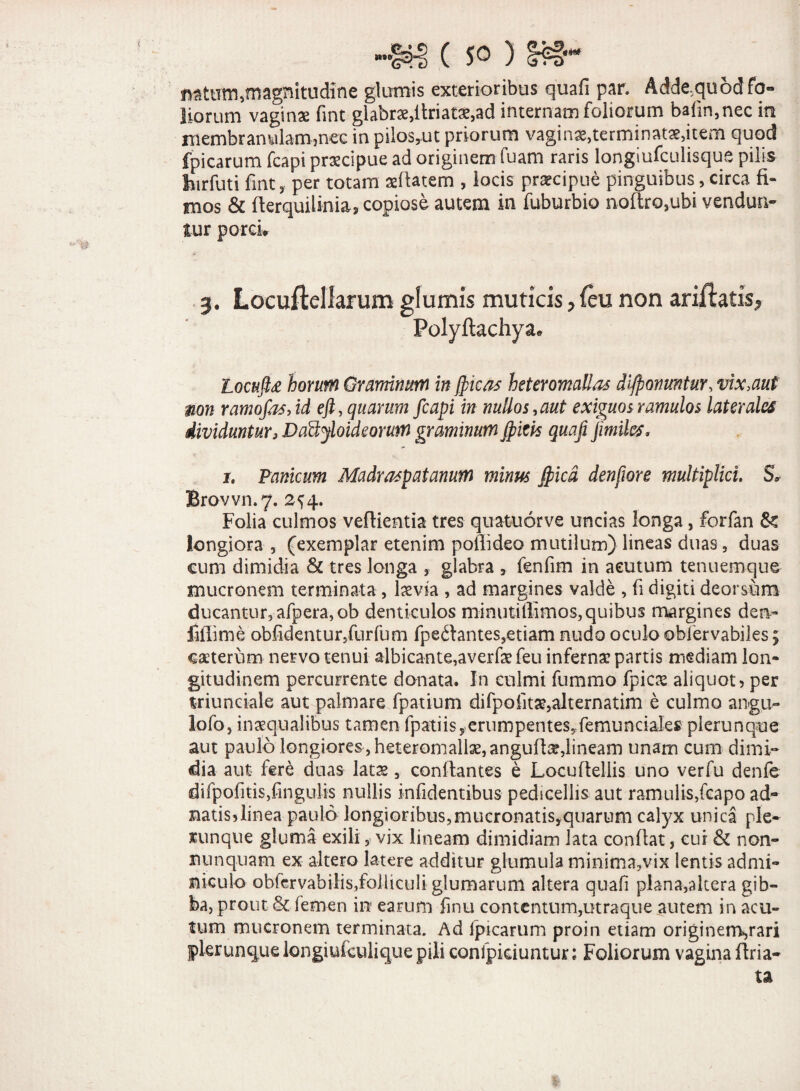 '{i c ( so ) §fc§~ mtum,magnitudine glumis exterioribus quafi par. Adde,quod fo¬ liorum vaginae fint glabrae,ilriat£,ad internam foliorum bafin,nec in membranulam,nec in pilosrut priorum vaginas,terminatorem quod fpicarum fcapi praecipue ad originem fuam raris longiufculisque pilis fjirfuti fint, per totam a: flatem , locis praecipue pinguibus, circa fi¬ mos & fterquilinia, copiose autem in fuburbio noflro,ubi vendun¬ tur porci» 3. Locuftellarum glumis muticis > feu non ariftatis^ Polyftachya* Locufi* horuWi Graminum in fricas heteromallas difronmtur, vix,aut mn ramofasyid eft, quarum fcapi in nullos,aut exiguos ramulos laterales dividuntur, Da&yloideorum graminum Jpicis quafi jimiles, 1. Panicum Madraspatanum minus fpicd denfwre multiplici. S» Brovvn.7. 2^4. Folia culmos veflientia tres quatuorve uncias longa, forfan & longiora , (exemplar etenim poffideo mutilum) lineas duas, duas cum dimidia & tres longa , glabra , fenfim in acutum tenuemque mucronem terminata , laevia , ad margines valde , fi digiti deorsum ducantur, afpera, ob denticulos minutiflimos,quibus margines den- fillime oblidentur,furfum fpeftantes,etiam nudo oculo ©bfervabiles; caeterum nervo tenui albicante,averfae feu infernae partis mediam lon¬ gitudinem percurrente donata. In culmi fummo fpicae aliquot, per triunciale aut palmare fpatium difpofitae,alternatim e culmo angu- lofo, inaequalibus tamen fpatiis,crumpentes*femunciales plerunque aut paulo longiores , heteromallae, angufla?,lineam unam cum dimi¬ dia aut fere duas latae, conflantes e Locufteliis uno ver fu denfe difpofitis,fingulis nullis infidentibus pedicellisaut ramulis,fcapo ad- natis, linea paulo longioribus, mucronatis,quarum calyx unica ple- «unque gluma exili, vix lineam dimidiam lata conflat, cui & non- nunquam ex altero latere additur glumula minima,vix Sentis admi¬ niculo obtervabilis,folliculi glumarum altera quafi plana,altera gib¬ ba, prout & femen in earum finu contentum,utraque autem in acu¬ tum mucronem terminata. Ad fpicarum proin etiam originerrgrari plerunque longiufeulique pili confpiciuntur; Foliorum vagina ftria- ta