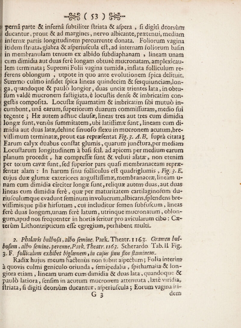 i\ perna parte & inferna fubtiliter (friata & afpera , fi digiti deorsum jfl ducantur,prout & ad margines,nervo albicante,praetenui,mediam n inferna! partis longitudinem percurrente donata. Foliorum vagina \j itidem (Inata, glabra & afperiufcula eff,ad internam foliorum bafin n in membranulam tenuem ex albido fubdiaphanam ? lineam unam | cum dimidia aut duas fere longam obtuse mucronatam, amplexicau- :: lem terminata5 Supremi Folii vagina tumida,inflata folliculum re- i ferens oblongum , utpote in quo ante evolutionem fpica delituit» J Summo culmo infidet fpica lineas quindecim & fesquiunciam,lon- j; ga, quandoque & paulo longior, duas uncis trientes lata,inobru¬ ta fum valde mucronem fafiigiata,e locuflis denfe & imbricatim con¬ ii geflis compofita. Locuils fquamatim & imbricatim fibi mutuo in« i cumbunt, una earum,fuperiorum duarum commiffuram,medio fui S tegente ; Hs autem adhuc clauftt, lineas tres aut tres cum dimidia longs funt, versus (ummitatem-»ubi latiflimx funt, lineam cum di- 1 midia aut duas latae,dehinc finuofo flexu in mucronem acutum,bre- vifiimum terminatae,prout eas reprsefentat Fig.3. A.Bt fupra citata;; 1 Earum calyx duabus conflat glumis, quarum jun£i:ura,per mediam Locuflarum longitudinem a bafi fcif. ad apicem per medium earum 1 planum procedit, hae compreflk funt &, veiuti alataeT non etenim 1 per totum cavae funufed fuperior pars quafi membranaceam reprae- i ientat alam r In harum (Inu folliculus eff quadriglumis, Ftg. 3. E.. cujus duae glumae exteriores anguliiffimae, membranaceae, lineam u- i nam cum dimidia circiter longae funt * reliquae autem duas, aut duas lineas cum dimidia fere, quae per maturitatem cartilaginofum du- riufculumque evadunt feminum involucrum,aIbicans,fplendens bre- viflimisque pilis hirfutum v cui includitur femen fubfufcum, lineas fere duas longum,unam fere latum ,utrinque mucronatum, oblon¬ gum,apud nos frequenter in hortis feritur pro avicularum cibo: Ce¬ terum Lithontripticum effe egregium, perhibent muitL 2. Phalaris bulbofa, albo femine. Park. Theatr. 1163. Gramen buU bofum, albo femine, perenne ,Park.Theatr. 1163. Scherardo Tab.ll Figo 3»F. folliculum exhibet biglwmem > in cujus fmn flos flaminem.. Radix hujus meum haclenus non lubm afpeilum; Folia interirr? a quovis culmi geniculo oriunda y lem i peda ha , fpithamaha & lon¬ giora etiam , lineam unam cum dimidia & duas lata, quandoque <$C paulo latiora, fenfim in acutum mucronem attenuata ,laete viridia,, llriata, fi digiti deorsum ducantur, aiperiufcula ; Eorum vagina ii i- G 3 demi