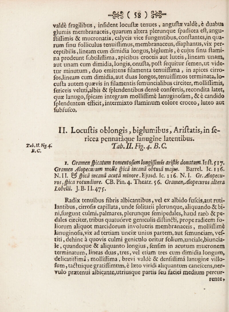 valde fragilibus, infident locufta: tenues, anguflx valde,e duabus glumis membranaceis,quarum altera plerunque fpadicea eft.angu- llitfimis & mucronatis, calycis vice fungentibus,conftantes,in qua¬ rum finu folliculus tenuiflimus, membranaceus, diaphanus,vix per¬ ceptibilis, lineam cum dimidia longus,biglumis, e cujus finu flami¬ na prodeunt fubtiliflima,apicibus croceis aut luteis,lineam unam, aut unam cum dimidia,longis,onufta,pofl fequitur femen,ut vide¬ tur minutum, duo emittens filamenta tenuiffima , in apices cirro- fos,lineam cum dimidia, aut duas longos, tenuiffimos terminata, lo- cufba autem quavis in filamentis femuncialibus circiter, molliflimis, fericeis veluti,albis & fplendentibus dense confertis,recondita latet, quse lanugo, fpicam integram molliilime lanuginofam, & e candido fplendentem efficit,intermixto flaminum colore croceo, luteo aut fubfufco. 11. Locuftis oblongis, biglumibus, Ariftatis, in fe- ricea pennataque lanugine latentibus. T*b.n. Tab.II. Fig. 4. B. C, i. Gramen fricatum tornentofum longijjimk arifth donatum. Inft.fi 7. Gramen Alopecmum moUe frica incana obtusa majus. Barrel. Ic. 116. N. 11. & frica incana acuta minore, Ejusd» Ic. 116, N. I. Gr. Jlopecu- ros} frica rotundiore. CB. Pin«4. Theatr, 56« Gramen,Alopecuros altera Lobelii. J.B. 11.475*. Radix tenuibus fibris albicantibus, vel ex albido fufcis,aut ruti¬ lantibus, cirrofis capillata,unde folitarii plerunque,aliquando & bi¬ ni,furgunt culmi?palmares,plerunque femipedales,haud raro & pe¬ dales circiter, tribus quatuorve geniculis diffindi, prope radicem fo¬ liorum aliquot marcidorum involucris membranaceis, molliilime lanuginofis,vix ad tertiam unciae unius partem, aut femunciam, vef- titi,dehinc a quovis culmi geniculo oritur folium,unciale,biuncia- le, quandoque & aliquanto longius, fenfim in acutum mucronem terminatum, lineas duas,tres, vel etiam tres cum dimidia longum, delicatiffima ? molliffima , brevi valde & denfiffima lanugine villo- fum,taduiquegratifiimum,e laeto viridi aliquantum canelcens,ner¬ vulo praetenui albicante,utriusque partis feu faciei medium percur¬ rente»