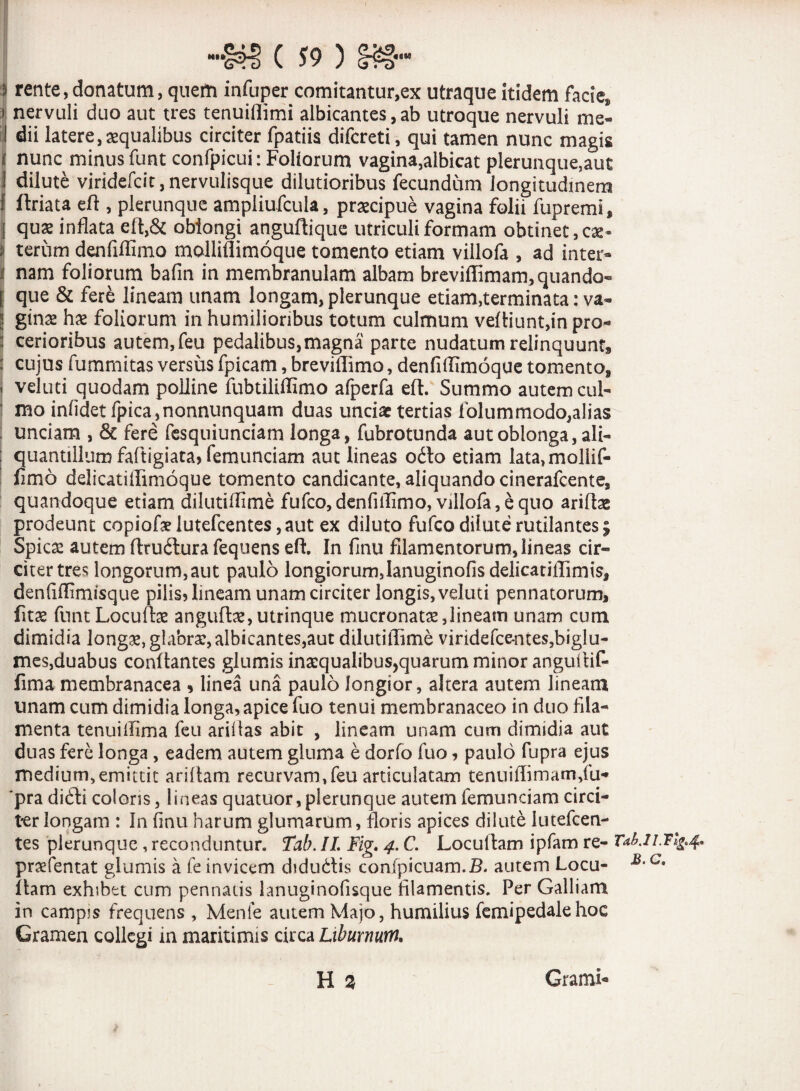 } rente, donatum, quem infuper comitantur,ex utraque itidem facie* > nervuli duo aut tres tenuiflimi albicantes, ab utroque nervuli me- I dii latere,aequalibus circiter fpatiis difcreti, qui tamen nunc magis i nunc minus funt confpicui:Foliorum vagina,albicat plerunque,aut ! dilute viridefcit, nervulisque dilutioribus fecundum longitudinem i ftriata efl , plerunque ampliufcula, praecipue vagina folii fupremi, j qux inflata efl,& oblongi anguflique utriculi formam obtinet,cx~ ij terum denfiflimo molliflimoque tomento etiam villofa , ad inter» i nam foliorum bafin in membranulam albam breviffimam,quando« I que & ferk lineam unam longam, plerunque etiam,terminata: va~ ginse hae foliorum in humilioribus totum culmum vefliunt,in pro- : cerioribus autem, feu pedalibus,magna parte nudatum relinquunt* : cujus fummitas versus fpicam, brevillimo, denfillimoque tomento, j veluti quodam polline fubtiliflimo afperfa efl. Summo autem cul¬ mo infidet fpica,nonnunquam duas unciae tertias folummodo,alias unciam , & fere fesquiunciam longa, fubrotunda aut oblonga, ali- : quantillum faftigiata? femunciam aut lineas odo etiam lata,mollif- fimo delicatillimoque tomento candicante, aliquando cinerafcente, quandoque etiam dilutidime fufco,denfiffimo, villofa, e quo ariffoe prodeunt copiofe lutefcentes ,aut ex diluto fufco dilute rutilantes £ Spicae autem ftrublurafequens eft. In finu filamentorum, lineas cir¬ citer tres longorum,aut paulo longiorum,Ianuginofis delicatiffimis, denfiUimisque pilis? lineam unam circiter longis, veluti pennatorum, fitae funt Locuffae anguffce,utrinque mucronata,lineam unam cum dimidia longae, glabra:,albicantes,aut dilutiflime viridefcontes,biglu- mes,duabus conflantes glumis inaequalibus,quarum minor angui tif- fimamembranacea , linea una paulo longior, altera autem lineam unam cum dimidia longa, apice fuo tenui membranaceo in duo fila¬ menta tenuillima feu ariltas abit , lineam unam cum dimidia aut duas fere longa , eadem autem gluma e dorfo fuo, paulo fupra ejus medium,emittit ariftam recurvam,feu articulatam tenuiflimam/u- 'pra dibti coloris, lineas quatuor, plerunque autem femunciam circi¬ ter longam : In finu harum glumarum, floris apices dilute lutefcen- tes plerunque , reconduntur. Tab. II. Fig. 4. C. Locultam ipfam re- TabjLTlg.4. praefentat glumis a fe invicem didudis confpicuam.B. autem Locu- c* fiam exhsbtt cum pennatis lanuginolisque filamentis. Per Galliam in campis frequens , Menfe autem Majo, humilius femipedalehoc Gramen collegi m maritimis circa Liburnum. H % Grami-