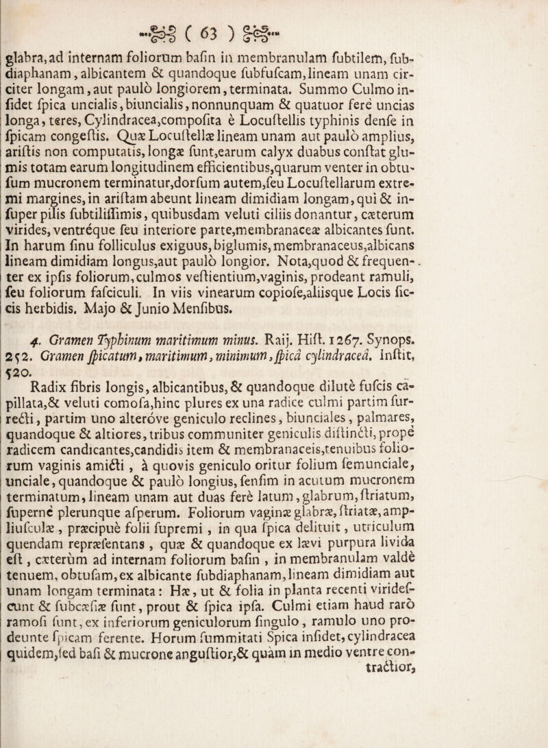 •«« glabra,ad internam foliorum bafin in membranulam fubtilem, fub- diaphanam, albicantem & quandoque fubfufcam,lineam unam cir¬ citer longam,aut paulo longiorem,terminata. Summo Culmoin- fidet fpica uncialis,biuncialis,nonnunquam & quatuor fere uncias longa, teres, Cylindracea,compofita e Locuftellis typhinis denfe in fpicam congeftis. Quae Locullellae lineam unam aut paulo amplius, ariffis non computatis, longae funt,earum calyx duabus conflat glu¬ mis totam earum longitudinem efficientibus,quarum venter in obtu- fum mucronem terminatur,dorfum autem,feu Locuftel larum extre¬ mi margines,in ariflam abeunt lineam dimidiam longam,qui & in- fuper pilis fubtiliffimis, quibusdam veluti ciliis donantur, exterum virides, ventreque feu interiore parte,membranacea? albicantes funt. In harum finu folliculus exiguus, biglumis,membranaceus,albicans lineam dimidiam longus,aut paulo longior. Nota,quod & frequen-. ter ex ipfis foliorum,culmos veffientium,vaginis, prodeant ramuli, feu foliorum fafciculi, In viis vinearum copiofe,aliisque Locis fic- cis herbidis. Majo & Junio Menfibus. 4. Gramen Tjphinum maritimum minus. Raij, Hifh 1267. Synops. 2$2. Gramenfyicatutn,maritimum,minimum,fpica cjiindraced. Inffit, 52°. Radix fibris longis, albicantibus,& quandoque dilute fufcis ca¬ pillata,& veluti comofa,hinc plures ex una radice culmi partimfur- redi, partim uno alterove geniculo reclines, biunciales, palmares, quandoque & altiores, tribus communiter geniculis diffindi,prope radicem candicantes,candidis item & membranaceis,tenuibus folio¬ rum vaginis amidi , a quovis geniculo oritur folium femunciale, unciale, quandoque & paulo longius, fenfim in acutum mucronem terminatum * lineam unam aut duas fere latum, glabrum, firiatum, I fuperne plerunque afperum. Foliorum vaginx glabrae, ftriatx,amp- liufcuJa?, praecipue folii fupremi , in qua fpica delituit, utriculum quendam reprxfentans , quae & quandoque ex laevi purpura livida efl, exterum ad internam foliorum bafin , in membranulam valde tenuem, obtufam,ex albicante fubdiaphanam,lineam dimidiam aut unam longam terminata: Hae, ut & folia in planta recenti virides¬ cunt & fubcxfix funt, prout & fpica ipfa. Culmi etiam haud raro ramofi funt, ex inferiorum geniculorum fingulo, ramulo uno pro- deunte fpicam ferente. Horum fummitati Spica infidet,cylindracea I quidem3ied bafi & mucrone anguffior,& quam m medio ventre con- tradior,