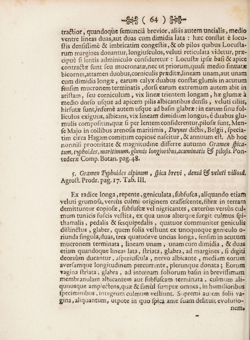 tractior, quandoque femuncia brevior, alias autem uncialis, medio ventre lineas duas,aut duas cum dimidia lata : hxc conflat e locu- ftis denfiffime & imbricatim congeflis, & ob pilos quibus Locufla- rum margines donantur, longiufculos, veiuti reticulata videtur, pra?- cipue fi lentis adminiculo confideretur : Locute ipfas bafi& apice contracte funt feu mucronata,nec ut priorum,quafi medio finuat» bicornes,attamen duobus}corniculis praedte,lineam unam,aut unam cum dimidia longae , earum calyx duabus conflat glumis in acutum fenfim mucronem terminatis ,dorfi earum extremum autem abit in ariflam, feu corniculum , vix lineae trientem longam , hae glumae a medio dorfo ufque ad apicem pilis albicantibus denfis , veiuti ciliis, hirfutae funt,inferne autem ufque ad bafin glabrae: in earum finu foL liculus exiguus, albicans, vix lineam dimidiam longus, e duabus glu- mulis compofitusjquae fi per lentem confiderentur,pilofae funuMen- fe Majo in collibus arenofis maritimis, Duynes dicffis, Belgii, fpecia- tim circa Hagam comitum copiose nafcitur, & annuum efl. Ab hoc nonnili proceritate & magnitudine differre autumo Gramen Jpica« tum, typhoides, maritimum,glumis longioribus,acuminatis pilofis.Pon- tederx Comp. Botan. pag.qS. 5°. Gramen Typhoides alpinum , ffiica brevi, densa & veiuti villosi, Agrofl. Prodr, pag. 17. Tab. III. Ex radice longa, repente, geniculata, fubfufca, aliquando etiam veiuti grumofa, versus culmi originem craffefcente,fibra! in terram demittuntur copiofae, fubfute vel nigricantes, caeterum versus cul¬ mum tunicis fufcis veflita, ex qua unus alterquefurgit culmus fpi- thamalis, pedalis & fesquipedaiis , quatuor communiter geniculis diflindlus , glaber, quem folia vefliunt ex unoquoque geniculo 0- riundafingula,duas,tres quatuorve undas longa, fenfim in acutum mucronem terminata , lineam unam , unam cum dimidia , &duas etiam quandoque lineas lata, flriata, glabra, ad margines, fi digiti deorsum ducantur, afperiufcula , nervo albicante , mediam eorum averfamque longitudinem percurrente, plerunque donata; Eorum vagina flriata, glabra , ad internam foliorum bafin in breviffimam membranulam albicantem aut fubfufcam terminata , culmum ali- quousque amp5e<ffens,qua2 &fnnul fumptx omnes, in humilioribus fpecimimbus , integrum culmum vefliunt. Supremi au:em folii va¬ gina, aliquantum, utpote in quo fpic$ ante fuam delituit evolutio¬