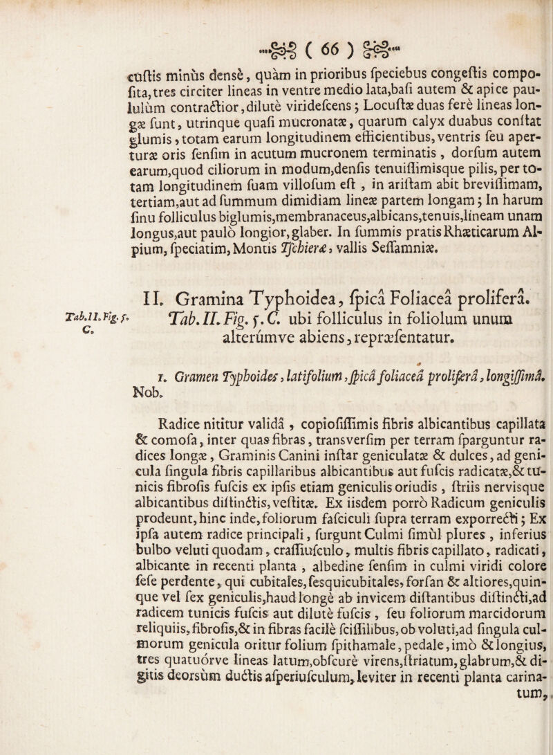 ««« ctiflis minus dense, quam in prioribus fpeciebus congeftis compo- fita,tres circiter lineas in ventre medio lata,bafi autem & apice pau¬ lulum contradtior,dilute viridefcens 5 Locuftaeduas fere lineas lon¬ gae funt, utrinque quafi mucronatae, quarum calyx duabus conltat glumis > totam earum longitudinem efficientibus, ventris feu aper¬ turae oris fenfim in acutum mucronem terminatis, dorfum autem earum,quod ciliorum in modum,denfis tenuiffimisque pilis, per to¬ tam longitudinem fuam villofum eft , in ariftam abit breviffimam, tertiam,aut ad fummum dimidiam lineae partem longam; In harum finu folliculus biglumis,membranaceus,albicans,tenuis,lineam unam longus,aut paulo longior, glaber. In fummis pratis Rhaeticarum Al¬ pium, fpeciatim, Montis Tfcbier*, vallis Seffamniae. IL Gramina Typhoidea, {pica Foliacea prolifera. Taku.ng.f. Tab.ILFig.f.C. ubi folliculus in foliolum unum ’ alterum ve abiens, reprcefentatur. <!# r* Gramen Typhoides, latifolium ,Jfiica foliacea prolifera, longijfma. Nob. Radice nititur valida , copiofiffimis fibris albicantibus capillata comofa, inter quas fibras, transverfim per terram fparguntur ra¬ dices longae, Graminis Canini inftar geniculatae & dulces, ad geni¬ cula Ungula fibris capillaribus albicantibus autfufcis radicatae,& tu¬ nicis fibrofis fufcis ex ipfis etiam geniculis oriudis, ftriis nervisque albicantibus diffindtis, veflitae. Ex iisdem porro Radicum geniculis prodeunt, hinc inde,foliorum fafeiculi fupra terram exporre£H; Ex ipfa autem radice principali, furguntCulmi fimul plures , inferius bulbo veluti quodam, craffiufculo, multis fibris capillato, radicati, albicante in recenti planta , albedine fenfim in culmi viridi colore fefe perdente,; qui cubitales, fesquicubitalesjforfan & altiores,quin¬ que vel fex geniculis,haud longe ab invicem diflantibus diffinai,ad radicem tunicis fufcis aut dilute fufcis, feu foliorum marcidorum reliquiis,fibrofis,& in fibras facile fciffiiibus,ob voluti,ad fingula cul¬ morum genicula oritur folium fpithamaie,pedale,im6 & longius, tres quatuorve lineas latum,obfcure virens,ftriatum,glabrum,& di¬ gitis deorsum dudtis afperiufculum, leviter in recenti planta carina¬ tum.