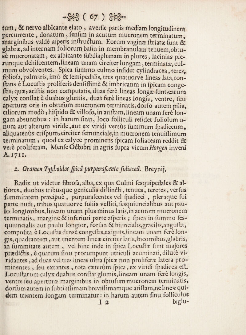 tum, & nervo albicante elato , averfae partis mediam longitudinem percurrente , donatum , fenfim in acutum mucronem terminatum * marginibus valde afperis inftruftum. Eorum vaginae driatse funt <5c glabrae, ad internam foliorum bafin in membranulam tenuem,obtu¬ se mucronatam, ex albicante fubdiaphanain in plures, lacinias ple- runque dehifcentemdineam unam circiter longam, terminatae, cul¬ mum obvolventes. Spica fummo culmo infidet cylindracea, teres, foliola, palmaris, imo & femipedalis, tres quatuorve lineas lata,con- dans e Locudis proliferis denfiflime & imbricatim in fpicam conge- ftis, quae» aridis non computatis, duas fere lineas longa? funLearum calyx condat e duabus glumis, duas fere lineas longis, ventre, feu aperturae oris in obtufum mucronem terminatis,dorfo autem pilis, ciliorum modo , hifpido & viliofo, in aridam, lineam unam fere lon¬ gam abeuntibus : in harum finu, loco folliculi relidet foliolum li¬ num aut alterum viride,aut ex viridi versus fummum fpadiceum, aliquatenus crifpum, circiter femunciale,in mucronem tenui fiimum terminatum * quod ex calyce prominens fpicam foliaceam reddit 6c vere proliferam. Menfe Oftobri in agris fupra vicum Horgen inveni A.171I0 r. Gramen Typhoides Jpicd purpurafcente foliacea. Breynij. Radix ut videtur fibrofa, alba, ex qua Culmi fesquipedales &al- tiores, duobus tribusque geniculis didin&i, tenues, teretes, verfus fummitatem praecipue , purpurafcentes vel fpadicei , pleraque fui parte nudi, tribus quatuorve foliis vediti, fesquiuncialibus aut pau¬ lo longioribus, lineam unam plus minus latis,in acutum mucronem terminatis, margine & inferiori parte afperis; fpsca in fummo fes- quiuncialis aut paulo longior, forsan & biuncialis,gracilis,anguda, compofita e Locuftis dense congdhs,exiguis,lineam unam fere lon¬ gis, quadrantem , aut trientem line* circiter latis, bicornibus,glabris, in fummitate autem , vel hinc inde in fpica Locute funt majores praediftis, e quarum finu prorumpunt utriculi acuminati, dilute vi¬ ridantes ,ad cluas vel tres lineas ultra fpicse non proliferx latera pro¬ minentes , feu extantes , tota exterum fpica,ex viridi fpadicea ed. Locudarum calyx duabus condat glumis,lineam unam fere longis, ventre feu aperturae marginibus in obtufum mucronem terminatis, dorfum autem in fubtiiillimam brevillimamque aridam,ne lineae qui¬ dem trientem longam terminatur: in harum autem fmu folliculus I 2 biglu-