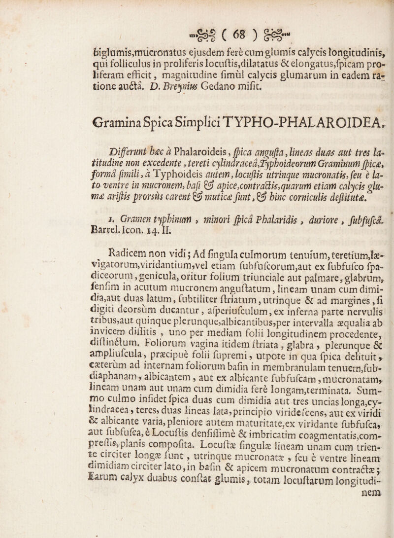 feiglumis,mucronatus ejusdem fere cum glumis calycis longitudinis, qui folliculus in proliferislocuffis,dilatatus &elongatus,fpicam pro¬ li feram efficit 5 magnitudine (imu! calycis glumarum in eadem ra« tione audta. D. Breynius Gedano mifit. Gramina Spica Simplici TYPHO-PHALAROIDEA. Differunt h&c a Phalaroideis, fpica angufta, lineas duas aut tres la- titudine non excedente, tereti cylindr ace a,Typhoide orum Graminum Jpic£> forma fimili3d Typhoideis autem 3 locuftis utrinque mucronatis, feu e la¬ to ventre in mucronem, bafi & apice >contraUis,quarum etiam calycis glu- tn£ ariftis prorsus carent & mutica funt,& hinc corniculis defiituU. i. Gramen typhinum , minori Jpicd Phalaridis , duriore , fuhfufcL Barrel.Icon. 14. II. Radicem non vidi; Ad fingulaculmorum tenuium,teretiumjte- vigatQrum,viridantiurn»veI etiam fubfofcorum,aut ex fubfufco fpa~ diceorum5genicula,oritur folium triunciale aut palmare, glabrum, fenfim in acutum mucronem anguflatum, lineam unam cum dimi- dia,aut duas latum, fubtiliter ftriatum,utrinque & ad margines , fi digiti deorsum ducantur, a!periufculum,ex inferna parte nervulis tribus,auc quinque plerunque,albicantibus,per intervalla aequalia ab invicem diilitis , uno per mediani lolii longitudinem procedente, diftin&um. Foliorum vagina itidem flriata , glabra , plerunque 8c ampliufcula, praecipue folii fu premi > utpote in qua fpica delituit, exterum ad internam foliorum bafin in membranulam tenuem,fub- diaphanam? albicantem, aut ex albicante fubfufcam,mucronatam, lineam unam aut unam cum dimidia fere longam,terminata. Sum¬ mo culmo infidet fpica duas cum dimidia aut tres uncias longa,cy- Jindracea, teres» duas lineas latajprincipio viridefeens, aut ex viridi & albicante varia, pleniore autem maturitate,ex viridante fubfufca, aut fubfufca, e Locuftis denfiffime &imbricatim coagmentatis,com- preflis, planis compofita. Locuftae fingulae lineam unam cum trien- te circiter longae iunt, utrinque mucronatx $ feu e ventre lineam dimidiam circiter lato,in bafin & apicem mucronatum contraftx; Earum calyx duabus confias glumis 3 totam locuflarum longitudi¬