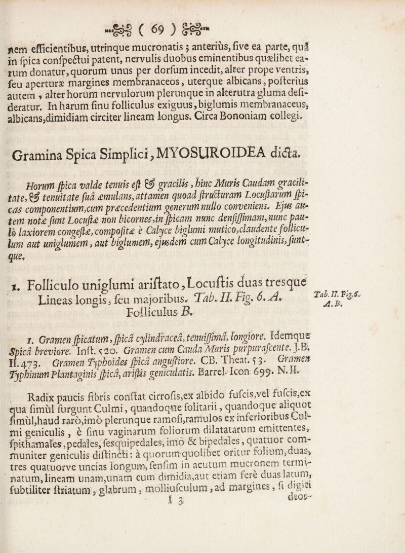 nem efficientibus, utrmque mucronatis $ anterius, five ea parte, qui in fpica confpe&ui patent, nervulis duobus eminentibus qualibet ea¬ rum donatur, quorum unus per dorfum incedit, alter prope ventris, feu aperturae margines membranaceos, uterque albicans,poflerius autem , alter horum nervulorum plemnque in alterutra gluma defi- deratur. In harum finu folliculus exiguus,biglumis membranaceus, albicans,dimidiam circiter lineam longus. Circa Bononiam collegi. Gramina Spica Simplici ^MYOSUROIDEA dida* Horurn jp-lca valde tenuit eft & gracilis, hinc Muris Caudam gracili¬ tate, & tenuitate fud mutans, attamen quoad ftrutturam Locuftarum Jfii- cos componentium,cum procedentium generum nullo conveniens, Ejus au¬ tem noto funt Locufto non bicornes,in jpicam nunc den[iffimam,nuncpau¬ lo laxiorem congefto, compofito e Calyce biglumi mutico,claudente follicu¬ lum aut uniglumem, aut biglurnem, ejusdem cum Calyce longitudinis,funt- que9 Folliculo uniglumi ariflato, Locuftis duas tres que Lineas, longis, feu majoribus»- Tab«IL Fig. 6» A* Folliculus B. 1. Gramen jficatum ,Jpicd cylindraced, tenuiffimd, longidre.1 demque’ Spica breviore, Inii. s^o. Gramen cum Cauda Muris purpiu afi ente.]. B. II.473. Gramen Typhoides Jpicd angujtiore. CB. Theat. 5 3* Gramen Typhinmn Plantaginis jficd}arifUs geniculatis. BarreL Icon 699» bmh- Radix paucis fibris conflat cirrofis,ex albido fufcis,vel fu (cis,ex qua fimul furguntCulmi, quandoquefolitarii, quandoque aliquot fimul,haud raro,imo plerunque ramofi,ramulos ex inferto-nbus Cni- mi geniculis , e finu vaginarum foliorum dilatatarum emittentes,, fpkhamates ,peda!es, fesquipedales, imo & bipedales, quamor com¬ muniter geniculis diftincli: a quorunt quolibet oritur mifumyCiuas-^ tres quatuorve uncias longum, feri fini in acutum muaonem tumv- natum, lineam unam,linam cum dimidia,aut etiam tere duas latum, fubtiliter flriatum, glabrum 5 molliufculum, ad margines, n