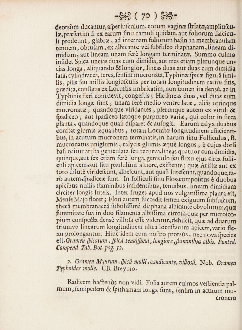 ( 7° ) deorsum ducantur, afperiufculum, eorum vaginae flriata^arnpliufcu- lse,prxfertim fi ex earum finu ramuli quidam, aut foliorum fafcicu- li prodeunt, glabrae, ad internam foliorum bafin in membranulam tenuem, obcufam, ex albicante vel fubfufco diaphanam, lineam di¬ midiam, aut lineam unam fere longam terminatae. Summo culmo infidet Spica uncias duas cum dimidia, aut tres etiam plerunque un¬ cias longa, aliquando & longior, lineas duas aut duas cum dimidia lata, cylindracea, teres, fenfim mucronata,Typhinae fpicae figura fimi- lis, pilis feu ariflis longiufculis per totam longitudinem rarius fitis, praedita,conflans ex Locuftis imbricarim, non tamen ita dense, ac in Typhinis fieri confuevit, congeflis; Ha? lineas duas, vel duas cum dimidia longa? funt, unam fere medio ventre latae, alias utrinque mucronatae, quandoque viridantes , plerunque autem ex viridi Sc fpadiceo , aut fpadiceo laetoque purpureo variae, qui color in ficca planta, quandoque quafi difparet & aufugit. Earum calyx duabus conflat glumis aequalibus, totam Locute longitudinem efficienti¬ bus, in acutum mucronem terminatis,in harum finu Folliculus, B. mucronatus uniglumis, calycis glumis a?que longus, e cujus dorfi bafi oritur arida geniculata feu recurva,lineas quatuor cum dimidia, quinque,aut fex etiam fere longa, geniculo feu flexu ejus circa folli¬ culi apicem,aut fitu paululum altiore,exiflente : quae Ante aut ex toto dilute viridefcunt,albefcunt,aut quafi lutefcunt,quandoque,ra¬ ro autem,fpadiceo funr. In folliculi finu Flos,compofitus e duobus apicibus nullis flaminibus infidentibus,tenuibus,lineam dimidiam circiter longis luteis. Inter fruges apud nos vulgatiffima planta efl. Mente Majo floret; Flori autem fuccedit femen exiguum fubfufcum, theca membranacea fubtilifllma diaphana albicante obvolutum,qu£ fummitate fua in duo filamenta albiffima cirrofa,quae per microfco- pium confpe&a dense villofa effe videntur,dehifcit, quae ad duarum triumve linearum longitudinem ultra iocuftarum apicem, vario fle¬ xu prolongantur. Hinc idem cum noflro prorsus, nec nova fpecies cl\sGramen (picatum, Jpicd tenuijjimd> longiore,flaminibus albis. Ponted. Compend. Tab. Bot.pag. p. 2. Gramen Myurum,Jpicd molli,candicante,villosa. Nob. Gramen Typhoides molle. CB. Breymo. Radicem hadlenus non vidi. Folia autem culmos veflientia pal¬ mum, femipedem & fpithamam longa funt, fenfim in acutum mu¬ cronem