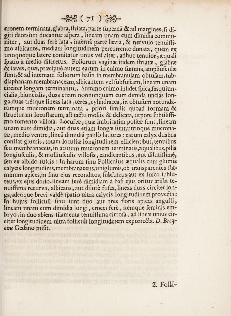 1 eronem terminata, glabra, ffriata, parte fuperna&ad margines, fi di- ;i giti deorsum ducantur afpera , lineam unam cum dimidia commu- 1 niter , aut duas fere lata ? inferna parte Ixvia, & nervulo tenuifli- i mo albicante, mediam longitudinem percurrente donata, quem ex 1 unoquoque latere comitatur unus vel alter, adhuc tenuior, sequali j fpatio a medio diferetus. Foliorum vaginae itidem flriatx , glabras i & laeves, qu£,praecipue autem earum in culmo fumma,ampliufcula2 funt,& ad internam foliorum bafin in membranulam obtufarmfub- diaphanam,membranaceam,albicantem vel fubfufcam, lineam unam ; circiter longam terminantur. Summo culmo infidet fpica,fesquiun- ; cialis,biuncialis,duas etiam nonnunquam cum dimida uncias lon¬ ga,duas tresquelineas lata,teres,cylindracea,in obtufum rotunda- tumque mucronem terminata 3 priori fimilis quoad formam & ftruduram locuffarum, aft taflu mollis & delicata, utpote fubtiliffi- mo tomento villofa. Locufbe, quas imbricatim pofitae funt,lineam unam cum dimidia, aut duas etiam longas funt,utrinque mucrona¬ tae, medio ventre,linea dimidia paulo latiores: earum calyx duabus conflat glumis,totam locuftae longitudinem efficientibus,tenuibus feu membranaceis, in acutum mucronem terminatis,aequalibus,pilis Iongiufculis, & molliufculis villofis, candicantibus,aut dilutiffime, feu ex albido fufeis : In harum fmu Folliculus aqualis cum glumis calycis longitudinis,membranaceus,uniglumis,ob transparentes fla¬ minum apices,in finu ejus reconditos, fubfufcus,aut ex fufeo fublu- teus,ex ejus dorfo,lineam fere dimidiam a bafi ejus oritur ariffa te- nuiffima recurva, albicans, aut dilute fufea, lineas duas circiter lon¬ ga,adeoque brevi valde fpatio ultra calycis longitudinem proveda: In hujus folliculi finu funt duo aut tres floris apices anguffi, lineam unam cum dimidia longi, crocei fere, itemque feminis em¬ bryo, in duo abiens filamenta tenuiflima cirrofa, ad lineas unius cir¬ citer longitudinem ultra folliculi longitudinem exporreda. D. Brey~ mus Gedano mifit. 2. Folli-