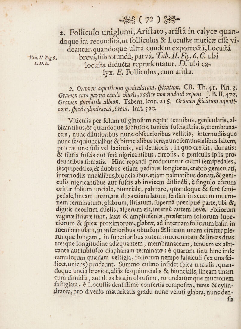 z. Folliculo uniglumi, Ariftato, arifta in calyce quan- doque ita recondita5ut folliculus & Locuto mutica? effe vi¬ deant ur5 quandoque ultra eundem exporredta3Locufta Tak ii brevi3fnbrotunda3 parva. Tab. II. Fig. 6. C. ubi * D'locuto diducto reprafentatur. D. ubi ca¬ lyx. E. Folliculus 5 cum arito. 2. Gramen aquaticum geniculatum, Jpicatum. CB. Th. 41. Pin. Gramen cum parva cauda muris i radice non nodosa repens. J. B. II. 472. Gramen fluviatile album, Tabern. Icon. 216. Gramen Jpicatum aquati¬ cum ,Jpicd cylindraced, brevi. Inft. 5 20. Viticulis per folum uliginofum reptat tenuibus, geniculatis, al¬ bicantibus,& quandoque fubfufcis, tunicis fufcis,ltriatis,membrana¬ ceis , nunc dilutioribus nunc obfcurioribus vellitis, internodiisque nunc fesquiuncialbus & biuncialibus fere,nunc femuncialibus faltem, pro ratione foli vel laxioris, vel denfioris , in quo crefcit, donatis: & fibris fufcis aut fere nigricantibus, cirrofis, e geniculis i piis pro¬ deuntibus firmatis. Hinc repandi producuntur culmi femipedales, fesquipedales,& duobus etiam pedibus longiores, crebro geniculati* internodiis uncialibus,biuncialibus,etiam palmaribus donati,& geni¬ culis nigricantibus aut fufcis ab invicem diflin£li, e fingulo eorum oritur folium unciale,biunciale, palmare, quandoque & fere femi- pedale,lineam unam,aut duas etiam latum, fenfim in acutum mucro¬ nem terminatum, glabrum, ftriatum, fuperna praecipue parte, ubi 8f, digitis deorfum dudis, afperum elt, inferne autem laeve. Foliorum vaginaeflriataefunt, laxae & ampliufculae,praefertim foliorum fupe- riorum & fpicse proximorum, glabrae, ad internam foliorum bafin in membranulam, in inferioribus obtufam & lineam unam circiter ple- xunque longam , in fuperioribus autem mucronatam & lineas duas tresque longitudine adaequantem, membranaceam, tenuem ex albi¬ cante aut fubfufco diaphanam terminatae: e quarum finu hinc inde ramulorum quaedam veftigia, foliorum nempe fafciculi (ex unafci- licet,unicus) prodeunt. Summo culmo infidet fpica uncialis,quan¬ doque uncia brevior, alias fesquiuncialis & biuncialis,lineam unam cum dimidia 9 aut duas lata,in obtufum, rotundatumque mucronem faftigiata» e Locuflisdenfiflime confertis compofita, teres &cylin- rfracea.,pro diverfo maturitatis gradu nunc veluti glabra, nunc den- fis