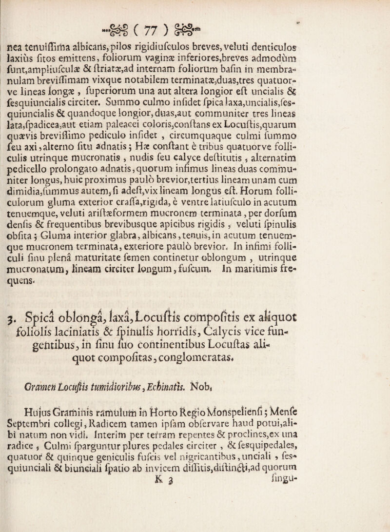 nea tenuiffima albicans, pilos rigidiufculos breves, veluti denticulos laxius fitos emittens, foliorum vagina inferiores,breves admodum funt,ampliufcula & ftriata,ad internam foliorum bafin in membra* nulam breviffimam vixque notabilem terminat£3duas,tres quatuor* ve lineas longae, fopenorum una aut altera longior eft uncialis & fesquiuncialis circiter. Summo culmo infidet fpicalaxa,uncialis,fes- quiuncialis quandoque longior, duas,aut communiter tres lineas lata>fpadicea3aut etiam paleacei coloris^conflans exLocuftis,quarum quaevis breviffimo pediculo infidet , circumquaque culmi fummo feu axi 3 alterno fitu adnatis; conflant e tribus qua tuor ve folli¬ culis utrinque mucronatis , nudis feu calyce deftitutis.* alternarim pedicello prolongato adnatis, quorum infimus lineas duas commu¬ niter longus, huic proximus paulo brevior,tertius lineam unam cum dimidia,fummus autem, fi adefl,vix lineam longus eil. Horum folli¬ culorum gluma exterior craffa,rigida, e ventre latiufculo in acutum tenuemque, veluti ariftaeformem mucronem terminata, per dor fu m denfis & frequentibus brevibusque apicibus rigidis 5 veluti fpinulis obfita; Gluma interior glabra,albicans,tenuis,in acutum tenuem¬ que mucronem terminata, exteriore paulo brevior. In infimi folli¬ culi fmu plena maturitate femen continetur oblongum , utrinque mucronatum, lineam circiter longum, fufcum. In maritimis fre¬ quens» 5* Spica oblonga,laxa,Locuftis cottipofitis ex aliquot foliolis laciniatis & fpinulis horridis. Calycis vice fun¬ gentibus, in finu luo continentibus Locuftas ali¬ quot compofitas, conglomeratas* Gramen Locuftis tumidioribus, Echinatis. Nob4 Hujus Graminis ramulum In Horto Regioyonspelienfi; Wenfe Septembri collegi,Radicem tamen ipfam obfervare haud potui,ali¬ bi natum non vidL Interim per terram repentes & proclines,ex una radice 9 Culmi fparguntur plures pedales circiter , &fe$quipedale§, quatuor & quinque geniculis fufeis vel nigricantibus, unciali 3 fes* quiunciali & biunciali fpatio ab invicem diflitis,diftin£ti,ad quorum & a fmgu-
