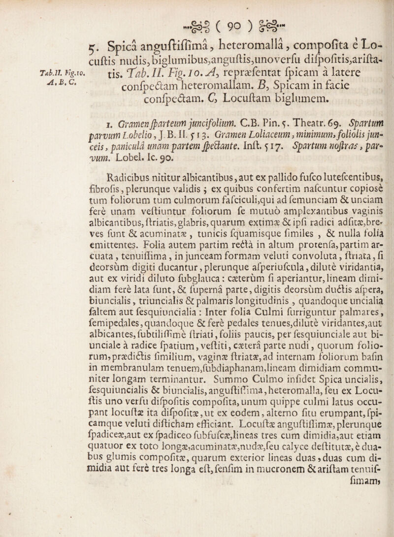 Tab.ll. rig.ro. Ae B, C, ■~<N4) ( 90 ) 5. Spica anguftiflima, heteromalla, compofita e Lo- cuftis nudis,biglumibus,anguftis,unoverfu difpofitis,arifta~ tis. ‘Tah.IL Fig.lo. A) reprxffientat fpicam a latere confpedam heteromallam. B, Spicam in facie confpedam. C> Locuftam biglumem. 1. GramenJparteum jtmcifolium. C.R. Pin. 5. Theatr. 69. Spartum parvum Labello, J.B. If. f 13. Gramen Loliaceum , minimum, foliolis jun¬ ctis , panicula unam partem Jfieilante. Init f 17. Spartum noftrnt, par- Lobel. Ic. 90, Radicibus nititur albicantibus, aut ex pallido fufco lutefcentibus» fibrofis, plerunque validis ; ex quibus confertim nafcuntur copiose tum foliorum tum culmorum fafciculi,qui ad femunciam & unciam fere unam veftiuntur foliorum fe mutuo amplexantibus vaginis albicantibus, linatis,glabris, quarum extimae &ipfi radici adfitae,bre¬ ves funt & acuminata , tunicis fquamisque fimiles , & nulla folia emittentes. Folia autem partim reda in altum protenfa,partim ar¬ cuata , tenu illima , in junceam formam veluti convoluta, ftriata, fi deorsum digiti ducantur,plerunque afperiufcula,dilute viridantia, aut ex viridi diluto fubglauca: exterum fi aperiantur,lineam dimi¬ diam fere lata funt, & fuperna parte, digitis deorsum duflis afpera, biuncialis, triuncialis & palmaris longitudinis , quandoque uncialia faltem aut fesquiuncialia : Inter folia Culmi furriguntur palmares, femiped.ales, quandoque & fere pedales tenues,dilute viridantes,aut albicantes,fubtiliffime ftriati, foliis paucis, per fesquiunciale aut bi- unciale a radice fpatium, vefliti, extera parte nudi, quorum folio¬ rum? prxdiftis fimilium,. vaginx flriatx,ad internam foliorum bafin in membranulam tenuem,fubdiaphanam,lineam dimidiam commu¬ niter longam terminantur. Summo Culmo infidet Spica uncialis, iesquiuncialis & biuncialis,anguftiffima,heteromalla, feu ex Locu- ftis uno verfu difpofitis compofita, unum quippe culmi latus occu¬ pant locuftx ita difpofitXjtit ex eodem,alterno fitu erumpant,fpi- camque veluti difficham efficiant. Locullx anguffiffimx,plerunque fpadicex,aut ex fpadiceo fubfufex,lineas tres cum dimidia,aut etiam quatuor ex toto longx9acuminatx,nudx,feu calyce deflitutx, e dua¬ bus glumis compofitx, quarum exterior lineas duas?duas cum di¬ midia aut fere tres longa eft,fenfim in mucronem &ariftam tennif- fimam*