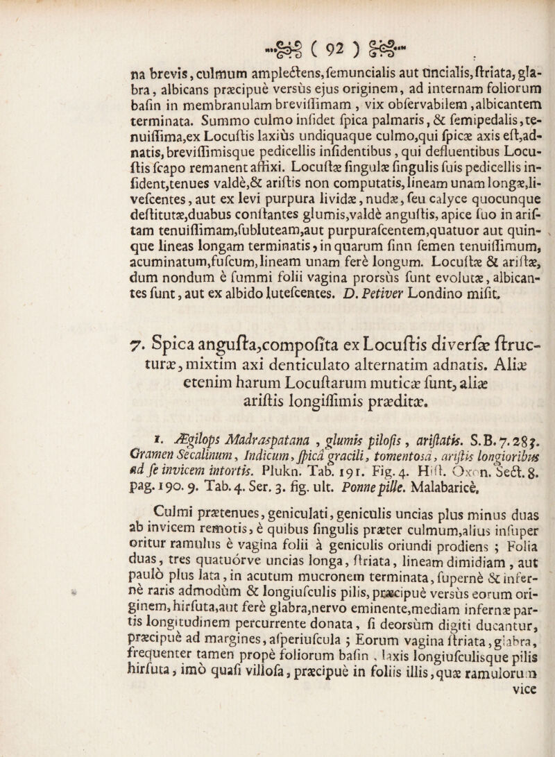 na brevis,culmum ample£lens,femuncialis aut Uncialis,flriata,gla¬ bra, albicans praecipue versus ejus originem, ad internam foliorum bafin in membranulam breviffimam , vix obfervabilem,albicantem terminata. Summo culmo infidet fpica palmaris,& femipedalis,te- nuiffima,ex Locuffis laxius undiquaque culmo,qui fpicae axis eft,ad- natis,breviffimisque pedicellis infidentibus, qui defluentibus Locu- ftis fcapo remanent affixi. Locuftae fingulae fingulis fuis pedicellis in- fident,tenues valde,& ariffis non computatis,lineam unam longae,li- vefcentes, aut ex levi purpura lividae, nudae, feu calyce quocunque deflitutae,duabus conflantes glumis,valde anguftis, apice fuo in arif- tam tenuiffimam,fubluteam,aut purpurafcentem,quatuor aut quin¬ que lineas longam terminatis?in quarum finn femen tenuillimum, acuminatum,fufcum,lineam unam fere longum. Locufhe & ariffae, dum nondum e fummi folii vagina prorsus funt evolutae, albican¬ tes funt, aut ex albido lutefcentes. D. Petiver Londino mifit. 7* Spica angufta^compofita ex Locuffis diverfe ffiruo tura^mixtim axi denticulato alternarim adnatis. Alhe etenim harum Locuflarum mutica? funt, aliae ariftis longiflimis praedita?. 1. JEgilops Madraspatana , glumis pilofis, ariflatk. S.B. 7.28f„ Gramen Secalinum, Indicum, Jpicd gracili, tomentosd, arijUs longioribus Md fe invicem intortis. Plukn. Tab. 19 r. Fig. 4. Hiffi Oxm. Seft. g. pag. 190.9. Tab. 4. Ser. 3. fig. ult. Ponnepille. Malabarice, Culmi praetenues, geniculati, geniculis uncias plus minus duas ab invicem remotis, e quibus fingulis praeter culmum,alius infuper oritur ramulus e vagina folii a geniculis oriundi prodiens ; Folia duas, tres quatuorve uncias longa, ffriata, lineam dimidiam , aut paulo plus Jata , in acutum mucronem terminata, fuperne & infer¬ ne raris admodum & longiufculis pilis, praecipue versus eorum ori¬ ginem, hirfuta,aut fere glabra,nervo eminente,mediam infernae par¬ tis longitudinem percurrente donata, fi deorsum digiti ducantur, praecipue ad margines,afperiufcula ; Eorum vaginaftriata,giabra, frequenter tamen prope foliorum bafin , laxis longiulculisque pilis hirfuta, imo quafi villofa, praecipue in foliis illis,quae ramuioru n vicc