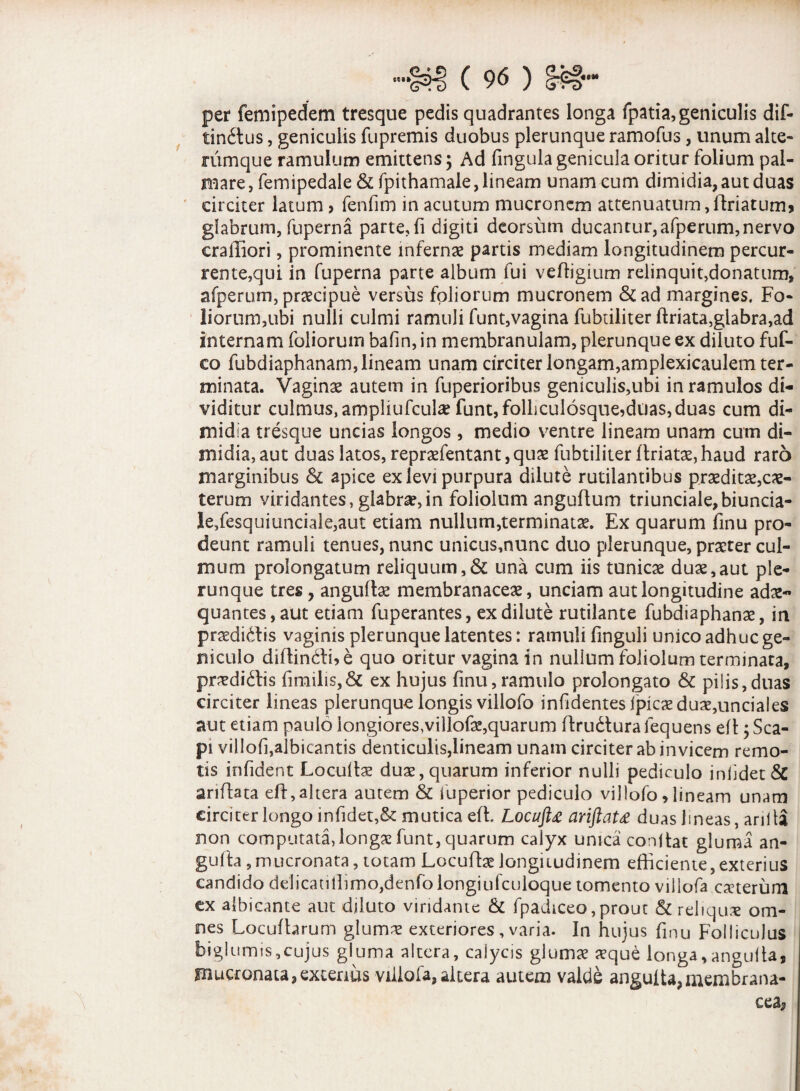 per femipedem tresque pedis quadrantes longa fpatia, geniculis dif- tinitus, geniculis fupremis duobus plerunque ramofus, unum alte- rumque ramulum emittens; Ad fingula genicula oritur folium pal¬ mare, femipedale & fpithamale, lineam unam cum dimidia, aut duas circiter latum > fenfim in acutum mucronem attenuatum,ilriatum* glabrum, fuperna parte, fi digiti deorsum ducantur,afperum,nervo craffiori, prominente infernae partis mediam longitudinem percur¬ rente,qui in fuperna parte album fui veffigium relinquit,donatum» afperum, praecipue versus foliorum mucronem &ad margines. Fo¬ liorum,ubi nulli culmi ramuli funt,vagina fubuliter ftriata,glabra,ad internam foliorum bafin, in membranulam, plerunque ex diluto fuf- co fubdiaphanam, lineam unam circiter longam,amplexicaulem ter¬ minata. Vaginae autem in fuperioribus geniculis,ubi in ramulos di¬ viditur culmus, ampliufculae funt, folhculosque,duas, duas cum di¬ midia tresque uncias longos, medio ventre lineam unam cum di¬ midia, aut duas latos, repraefentant, quae fubtiliter flriatae, haud raro marginibus Sl apice ex levi purpura dilute rutilantibus praeditae,cae- terum viridantes, glabrae,in foliolum anguftum triunciale,biuncia- Je,fesquiunciale,aut etiam nullum,terminatae. Ex quarum finu pro¬ deunt ramuli tenues, nunc unicus,nunc duo plerunque, praeter cul¬ mum prolongatum reliquum,& una cum iis tunicae duae,aut ple¬ runque tres , anguto membranaceae, unciam aut longitudine adae¬ quantes, aut etiam fuperantes, ex dilute rutilante fubdiaphanae, in praedidis vaginis plerunque latentes: ramuli finguli unico adhuc ge¬ niculo diffindi, e quo oritur vagina in nullum foliolum terminata, praedidis fimilis,& ex hujus finu,ramulo prolongato & pilis,duas circiter lineas plerunque longis villofo infidentesipicaeduae,unciales aut etiam paulo longiores,villofae,quarum ftrudura fequens efl; Sca¬ pi villofi,albicantis denticulis,lineam unam circiter ab invicem remo¬ tis infident Loculis duae, quarum inferior nulli pediculo inlidet& antota efl, altera autem & luperior pediculo villofo, lineam unam circiter longo infidet,& mutica eft. Locuftg ariftat£ duas lineas, anili non computata, longae funt, quarum calyx unica conjtat gluma an¬ guto , mucronata, totam Locuto longitudinem efficiente, exterius candido delicatiffimo,denfo longiufculoque tomento villofa exterum ex albicante aut diluto viridante & fpadiceo, prout & reliquae om¬ nes Locutorum glumae exteriores , varia. In hujus finu Folliculus biglumis,cujus gluma altera, calycis glumae aeque longa,angulla, mucronata»exterius villofa, altera autem valde anguita,membrana- cea^