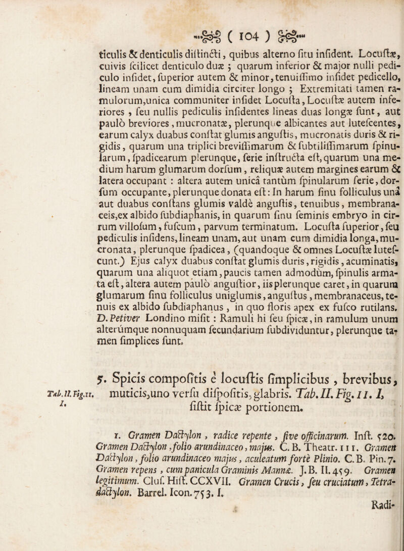 T<tk 11 Fig.u, I. ( 104 3 S^d***4 ticulis & denticulis diflincli, quibus alterno fitu infident. Locute, cuivis fcilicet denticulo dus ; quarum inferior & major nulli pedi¬ culo infidet, fuperior autem & minor, tenuiflimo infidet pedicello, lineam unam cum dimidia circiter longo ; Extremitati tamen ra¬ mulorum,unica communiter infidet Locufla, Locute autem infe¬ riores 5 feu nullis pediculis infidentes lineas duas longae funt, aut paulo breviores , mucronatae, plerunque albicantes aut lutefcentes, earum calyx duabus conflat glumis anguftis, mucronatis duris & ri¬ gidis , quarum una triplici breviffimarum & fubtiliflimarum fpinu- iarum, fpadicearum plerunque, ferie inftrucfla efl, quarum una me¬ dium harum glumarum dorfum, reliquae autem margines earum & latera occupant : altera autem unica tantum (pinularum ferie, dor¬ fum occupante, plerunque donata efl: In harum finu folliculus una aut duabus conflans glumis valde anguflis, tenuibus, membrana¬ ceis,ex albido fubdiaphanis, in quarum fmu feminis embryo in cir¬ rum villofum, fufcum, parvum terminatum. Locufla fuperior, feu pediculis infidens, lineam unam, aut unam cum dimidia longa,mu¬ cronata, plerunque fpadicea, (quandoque & omnes Locute lutef- cunt.) Ejus calyx duabus conffat glumis duris,rigidis,acuminatis* quarum una aliquot etiam,paucis tamen admodum,fpinulis arma¬ ta efl, altera autem paulo anguflior, iis plerunque caret, in quarum glumarum finu folliculus uniglumis,anguftus,membranaceus,te¬ nuis ex albido fubdiaphanus , in quo floris apex ex fufco rutilans. D.Petiver Londino mifit: Ramuli hi feu fpicae,in ramulum unum alterumque nonnuquam fecundarium fubdividuntur, plerunque ta¬ men fimplices funt0 y. Spicis compofitis e locuftis fimplicibus , brevibus, muticissimo verfu difpofitis^glabris. Tab.ILFig.il. L fiftit fpicx portionem. 1. Gramen DaBylon , radice repente , fwe officinarum. Infl. {20. Gramen DaBylon,folio arundinaceo, majus. C. B. Theatr. 11 r. Gramen Dattylon, folio arundinaceo majus, aculeatum forte Plinio. C.B* Pin.7. Gramen repens, cum panicula Graminis Manna. J. B. II. 4^ 9. Gramen legitimum. Cluf. Hift. CCXVII. Gramen Crucis, feu cruciatum , Tetra- daBylon. Barrel. Icon. 7^3.1. Radi-