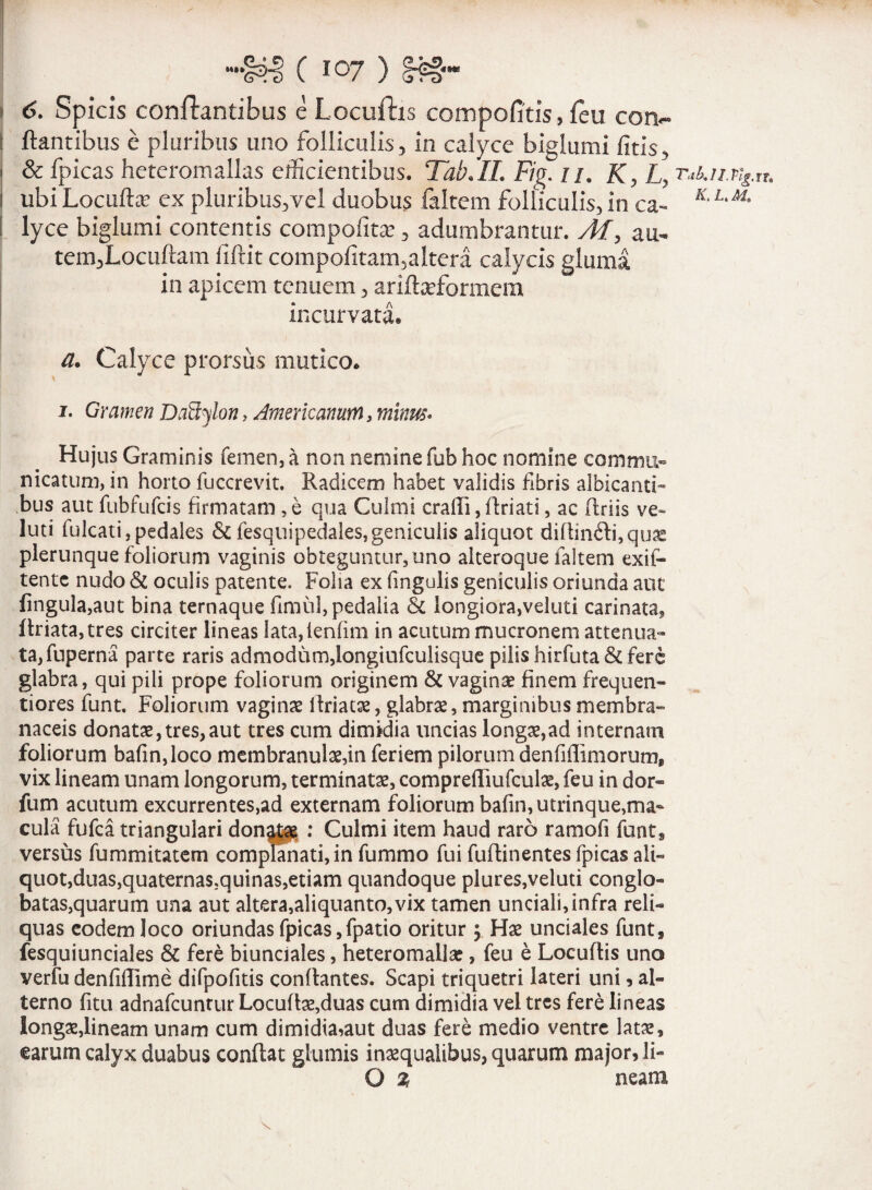 i 6. Spicis conflantibus e Locuflis compofitis, flu con- : flantibus e pluribus uno folliculis, in calyce biglumi fitis, i & fpicas heteromallas efficientibus. Tab.IL Fig. i/. K> L, TuUi.vig.Ut i ubi Locuto ex pluribus,vel duobus faltem folliculis, in ca- Ki L,Ma i lyce biglumi contentis compofto, adumbrantur. Af, au- tem,Locuftam fiflit compofitam,altera calycis gluma in apicem tenuem, aritoformem incurvata. a. Calyce prorsus mutico. i. Gramen Dadylon, Americanum, mimis- Hujus Graminis femen, a non nemine fub hoc nomine commu¬ nicatu m, in horto fuccrevit. Radicem habet validis fibris albicanti¬ bus aut fubfufeis firmatam , e qua Culmi cralfi ,flriati, ac Uriis ve- luti fulcati,pedales & fesquipedales, geniculis aliquot diflin6li,quae plerunque foliorum vaginis obteguntur, uno alteroque faltem exit- tente nudo & oculis patente. Folia ex fmgulis geniculis oriunda aut fingula,aut bina ternaque fimul, pedalia & longiora,veluti carinata, flriata,tres circiter lineas Iata,fenfim in acutum mucronem attenua¬ ta, fuperna parte raris admodum,longiufculisque pilis hirfuta& fere glabra, qui pili prope foliorum originem & vaginae finem frequen- tiores funt. Foliorum vaginae llriatae, glabrae, marginibus membra¬ naceis donatae, tres,aut tres cum dimidia uncias longae,ad internam foliorum bafin,loco membranulae,in feriem pilorum denfiflimorum, vix lineam unam longorum, terminatae, compreffiufculae, feu in dor- fum acutum excurrentes,ad externam foliorum bafin,utrinque,ma¬ cula fufea triangulari don^g : Culmi item haud raro ramofi funt9 versus fummitatem complanati, in fummo fui fuflinentes fpicas ali¬ quot,duas,quaternas.quinas,etiam quandoque plures,veluti conglo¬ batas,quarum una aut altera,aliquanto, vix tamen unciali,infra reli¬ quas eodem loco oriundas fpicas,fpatio oritur £ Hae unciales funt, fesquiunciales & fere biunciaies, heteromallae, feu e Locuflis uno verfu denfiflime difpofitis conflantes. Scapi triquetri lateri uni, al¬ terno fitu adnafcunrur Locuflae,duas cum dimidia vel tres fere lineas longae,lineam unam cum dimidia,aut duas fere medio ventre latae, earum calyx duabus conflat glumis inaequalibus, quarum major, li- O % neam