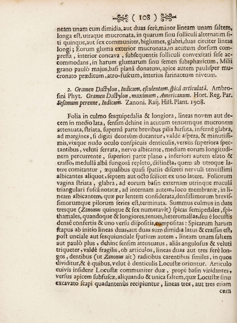 neam unam cum dimidia,aut duas fere,minor lineam unam faltem, longa eft, utraque mucronata, in quarum finu folliculi alternatim fi- ti quinque,aut fex communiter, bigiumes, glabri,duas circiter lineas longi; Eorum gluma exterior mucronata,in acutum dorfum com- preffa , interior concava , fubfequentis folliculi convexitati fefe ac¬ commodans, in harum glumarum finu femen fubsphaericum, Milii grano paulo majus,bafi plana donatum, apice autem paulifper mu¬ cronato praeditum,atro-fufcum,interius farinaceum niveum. 2. Gramen DaEtylon, Indicum, efculentum,Jpicd articulata. Ambro- fini Phyt. Gramen Daftylon, maximum, Americanum. Hort. Reg. Par. Sefamumperenne, Indicum. Zanoni. Raij. Hift. Piant. 1908. Folia in culmo fesquipedalia & longiora, lineas novem aut de¬ cem in mediolata, fenfim dehinc in acutum tenuemque mucronem attenuata, ftriata, fuperna parte brevibus pilis hirfuta, inferne glabra, ad margines,fi digiti deorsum ducantur, valde afpera,& minutiifi- mis,vixque nudo oculo confpicuis denticulis,versus fuperiora fpec- tantibus, veluti ferrata, nervo albicante, mediam eorum longitudi¬ nem percurrente , fuperiori parte plano , inferiori autem elato Sc crafio, medulla alba fungosa repleto, diftinda, quem ab utroque la¬ tere comitantur , aequalibus quafi fpatiis difereti nervuli tenuillimi albicantes aliquot, feptem aut odo fciiicet ex uno latere. Foliorum vagina ftriata , glabra, ad eorum bafm externam utrinque macula triangulari fufea notatae, ad internam autem,loco membranae, in li¬ neam albicantem, quae per lentem confiderata,denfiftimorum brevif- fimorumque pilorum feries eft,terminata. Summus culmus in duas tresque (Zanonus quinque & fex numeravit) fpicas femipedales,fpi- thamales, quandoque & longiores,tenues,heteromallas,feti eiocultis dense confertis & uno verlii difpofitis,eompofitas: Spicarum harum fcapus ab initio lineas duas,aut duas sum dimidia latus & crates eft, poft unciale aut fesquiunciale fpatium autem , lineam unamfakem aut paulo plus , dehinc fenfim attenuatus, alias angulofus & veluti triqueter, valde fragilis,ob articulos, lineas duas aut tres fere lon¬ gos * dentibus (ut Zanonus ait) radicibus carentibus fimiles, in quos dividitur,& e quibus, velut e denticulis Locute oriuntur. Articulo cuivis infidenr Locute communiter duae, prope bafin viridantes, verfus apicem fubfufcae,aliquando & unica Litem,quae Locute finu excavato feapi quadantenus recipiuntur, lineas tres, aut tres etiam ctun