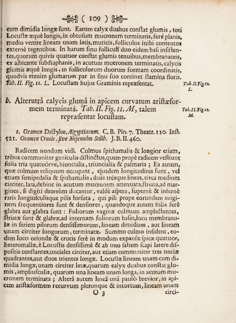 ««M \ * S w • ! cum dimidia longas funt. Earum calyx duabus conflat glumis, toti 1 Locuftae aeque longis,in obtufum mucronem terminatis,fere planis, i medio ventre lineam unam latis,muticis,folliculos inibi contentos externe tegentibus. In harum finu folliculi duo eidem bafi infiflen- tes,quorum quivis quatuor conflat glumis tenuibus,membranaceis, ex albicante fubdiaphanis,in acutum mucronem terminatis,calycis glumis aeque longis?in folliculorum duorum formam coordinatis, quodvis etenim glumarum par in finu fuo continet flamina floris. Tab.IL Fig. u. L. Locuflam hujus Graminis repraefentat. b. Alterutra calycis gluma in apicem curvatum arlfttefor- mem terminata. Tab. II. Fig. u. talem repraefentat locuftam. Tab.IL L. Tab.IL M,, z. Gramen T)aBylon,Mgyptiacum. GB. Pin.7. Theatr.no» Inft. ; $21. Gramen Cratis, fwe Nejemelm Salib. J.B. II.460. Radicem nondum vidi. Culmus fpithamalis & longior etiam, tribus communiter geniculis diflin£tus,quem prope radicem vefliunt 1 folia tria quatuorve,biuncialia,triunciaiia & palmaria , Ea autem, ; quae culmum reliquum occupant, ejusdem longitudinis funt, vel etiam femipedalia & fptthamalia?duas tresque lineas, arca medium j circiter, lata,dehinc in acutum mucronem attenuata,flriata,ad mar- | gines, fi digiti deorsum ducantur, valde afpera, fuperne & inferne i raris longiufculisque pilis hirfuta , qui pili prope eorundem orsgi» i nem frequentiores funt & denfiores, quandoque autem folia fere glabra aut glabra funt: Foliorum vaginae culmum ampledlentes, flriatae funt & glabrae,ad internam foliorum bafm,loco membranu¬ la in feri em pilorum denfiffimorum, lineam dimidiam , aut lineam unam circiter longorum, terminatae. Summo culmo infident, eo¬ dem loco oriundae & crucis fere in modum expanfaefpicae quatuor, heteromall3e,eLocuflis denfiilime & ab imo faltem fcapi latere dif* pofitis conflantes,unciales circiter,aut etiam communiter tres unciae quadrantes5aut duos trientes longae. Locuitae lineam unam cum di¬ midia longae,unam circiter latae^quarum calyx duabus conflat glu¬ mis ,ampliufculis, quarum una lineam unam longa, in acutum mu¬ cronem terminata ; Altera autem Imea una paulo brevior,in api- cem ariflasformem recurvum plerunque & intortum, lineam unam O 3 circi-