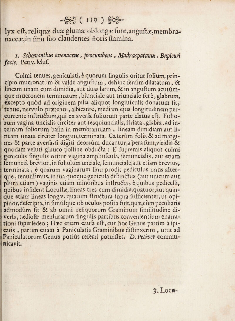 I lyx eft, reliquar duce glumce oblongce funt3anguftae,membra» : nacece,in finu fuo claudentes floris flamina. i. Schoenanthus avenaceus, procumbens, Madraspatanus, Bupleuri 1 facie. Petiv.Muf. Culmi tenues, geniculati? e quorum fingulis oritur folium, prin¬ cipio mucronatum & valde anguftum , dehinc fenfim dilatatum, & i lineam unam cum dimidia,aut duas latum,& in anguftum acutum- j que mucronem terminatum,biunciale aut triunciale fere,glabrum, :l excepto quod ad originem pilis aliquot longiufculis donatum fit, i tenue,nervulo praetenui,albicante,mediam ejus longitudinemper- i currente inftrudtum,qui ex averfa foliorum parte elatus eft. Folio- r rum vagina uncialis circiter aut fesquiuncialis, ftriata,glabra,ad in- 3 ternam foliorum bafin in membranulam , lineam dimidiam aut li- ! neam unam circiter longam,terminata. Ceterum folia & ad margi- fj nes & parte averfa,fi digiti deorsum ducantur,afpera funt,viridia & | quodam veluti glauco polline obdu£ta : E' fupremis aliquot culmi i; geniculis fingulis oritur vagina ampliufcula, femuncialis, aut etiam s femuncia brevior, in foliolum unciale, femunciale,aut etiam breviuss S terminata, e quarum vaginarum finu prodit pediculus unus alter- i que, tenuiflimus, in fua quoque genicula diftinttus (aut unicum aut l plura etiam) vaginis etiam minoribus inftrufta? e quibus pediceili,, i quibus infident Locuftae, lineas tres cum dimidia,quatuor,autquin- \ que etiam lineas longae,quarum ftru^tura fupra fufficienter, ut opi- { pinor,defcripta, in fimulque ob oculos pofita fuit,quse,cum peculiaris j admodum fit & ab omni reliquorum Graminum fimilitudine di- I verfa, ttediofe menfurarum fingulis partibus convenientium enarra* ) tioni fuperfedeo; Hsec etiam caufa eft, cur hoc Genus partim afpi- i; catis , partim etiam a Paniculatis Graminibus diftinxerim , utut ad tiPaniculatorumGenus potius referri potuiffeu D.Petiver commu** i nicavit» 3« Locis-