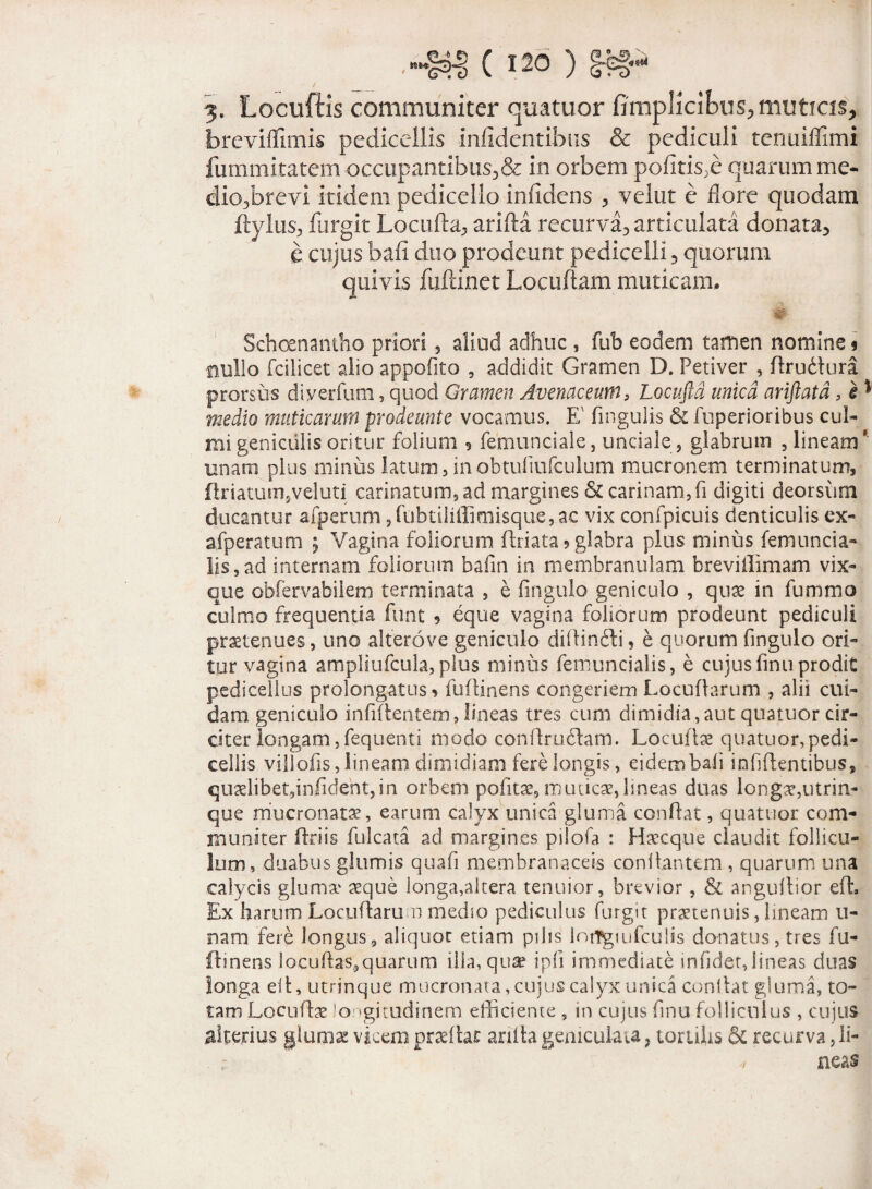 3. Locuftis communiter quatuor fimplicibus, muticis, breviflimis pedicellis inficientibus & pediculi tenuiflimi fummitatem occupantibus3& in orbem pofitis.e quarum me- dio/brevi itidem pedicello infidens , velut e flore quodam ftylusj furgit Locufta3 arida recurva^ articulata donata* e cujus bafi duo prodeunt pedicelli 3 quorum quivis fuftinet Locudam muticam, # Schoenantho priori 5 aliud adhuc , fub eodem tamen nomine § nullo fdlicet alio appofito , addidit Gramen D. Petiver , drubtura prorsus diyerfum, quod Gramen Avenaceum, Locuftd unica ariftatd, i * medio muticarum prodeunte vocamus. E' fmgulis & fuperioribus cul¬ mi geniculis oritur folium 9 femunciale, unciale, glabrum , lineam' unam plus minus latum, in obtufmfculum mucronem terminatum, finatum5veluti carinatum, ad margines & carinam, fi digiti deorsiim ducantur afperum ,fubtiliffimisque,ac vix confpicuis denticulis ex- afperatum ; Vagina foliorum driata 9 glabra plus minus femuncia¬ lis, ad internam foliorum bafin in membranulam brevi ffimam vix- que obfervabilem terminata , e fingulo geniculo , quae in fummo culmo frequentia funt 9 eque vagina foliorum prodeunt pediculi praetenues, uno alterove geniculo didin&i, e quorum fingulo ori¬ tur vagina ampliufcula, pius miniis femuncialis, e cujus fmu prodit pedicellus prolongatus 9 fudinens congeriem Locudarum , alii cui¬ dam geniculo infiftentem,lineas tres cum dimidia,autquatuor cir¬ citer longam,fequenti modo condrublam. Locudae quatuor,pedi¬ cellis villofis, lineam dimidiam fere longis, eidem baii infidentibus, qU3elibet,infideht,in orbem politae, muticae,lineas duas longae,utrin- que mucronatae, earum calyx unica gluma condat, quatuor com¬ muniter driis fulcata ad margines pjlofa : Haecque claudit follicu¬ lum, duabus glumis quafi membranaceis condantem , quarum una calycis gluma' aeque longa,altera tenuior, brevior, & angudior ed. Ex harum Locudarum medio pediculus furgit praetenuis, lineam li¬ nam fere longus, aliquot etiam pilis loflgiufculis donatus, tres fu- ftinens locudas,quarum illa, quae ipfi immediate infidet, lineas duas longa ed, utrinque mucronata, cujus calyx unica condat gluma, to¬ tam Locudae longitudinem efficiente , in cujus fmu folliculus , cujus alterius glumae vicem praedar arida geniculata ? tortilis & recurva, li- v neas