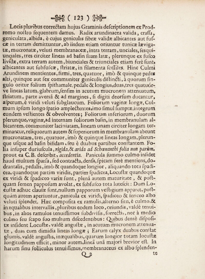 Locis pluribus corre<5tam hujus Graminis defcriptionem ex Prod¬ romo nofiro fequentem damus. Radix arundinacea valida, craffa, geniculata,albida, e cujus geniculis fibrae validae albicantes aut fuf- cae in terram demittuntur,ab iisdem etiam oriuntur tunicae laeviga- tae, mucronatae, veluti membranaceae, intra terram, unciales, fesqui- unciales,tres circiter lineas ad bafin fuam latae, plerunque ex fufco lividae,extra terram autem,biunciales & triunciales etiam fere funt* albicantes aut fubfufcae, firiatae,in filamenta fciffiles. Hinc Culmi Arundinem mentientes,firmi, tres,quatuor, imo & quinque pedes alti, quinque aut fex communiter geniculis difiin&i, a quorum fin- gulo oritur folium fpithamale, pedale & longius,duas,tres quatuor- ve lineas latum, glabrum,fenfim in acutum mucronem attenuatum, ilriatum, parte aversa & ad margines, fi digiti deorfum ducantur, afperum,e viridi veluti fubglaucum. Foliorum vaginae longx, Cul¬ mum ipfum longo (patio ampleftentesdmo fimul fumptae,integrum eundem vefiientes & obvolventes; Foliorum inferiorum , duorum plerunque,vaginae,ad internam foliorum bafin, in membranulam al¬ bicantem, communiter laciniatam, lineam unam circiter longam ter¬ minantur, reliquorum autem & fuperiorum in membranulam abeunt mucronatam, tres,quatuor,imo & quinque lineas longam,plerun¬ que ufque ad bafin bifidam,feu e duabus partibus conflantem. Fo¬ lia infuper duriufcula, rigida,arida ad Schoenanthi folia non parum* prout ea C.B. defcribit, accedentia. Panicula fummo culmo inlidet haud multum fparfa,fedcontra<fia,denfa,fpicam fere mentiens,do¬ drantalis, pedalis,imo & quandoque longior, aliquando tota fpadi- cea, quandoque partim viridis, partim fpadicea,Locufiae quandoque ex viridi & fpadiceo variae funt, plena autem maturitate , & poft- quam femen pappofum avolat, ex fubfufco tota luteicit: Dum Lo- cufiae adhuc claufae funt,nullum papporum vefhgium apparet, pofi> quam autem aperiuntur,panicula ex viridi, fpadiceo & lenceo albo veluti fplendet. Haec compofita ex ramulis,alterno ficu, e culmo,& inaequalibus intervallis,pluribus eodem loco,oriundis, valde tenui¬ bus,m alios ramulos tenudlimos fubdivifis,furredis,nec a medio culmo feu fcapo fuo multum difcedenubus: Quibus dense difpofi- tae lnfident Locuftae, valde anguflae, in acutum mucronem attenua¬ tae , duas cum dimidia lineas longae ; Earum calyx duabus confiat glumis, valde angufiis, inaequalibus,quarum longior totam locuftas longitudinem efficit,minor autem,linea una majori brevior efi. In harum finu folliculus tenuiffimus,membranaceus ex albo fplenden-