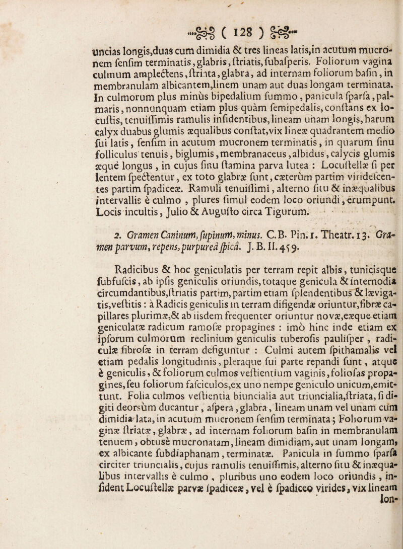 uncias longis,duas cum dimidia & tres lineas latis,in acutum mucro¬ nem fenfim terminatis,glabris,llriatis,fubafperis. Foliorum vagina culmum arapleftens,ftrinta9glabra, ad internam foliorum bafin, in membranulam albicantem,linem unam aut duas longam terminata. In culmorum plus minus bipedalium fummo,paniculafparfa,pal¬ maris, nonnunquam etiam plus quam femipedalis,conftans ex io- cultis, tenuiflimis ramulis infidentibus,lineam unam longis,harum calyx duabus glumis aequalibus conflat,vix lineae quadrantem medio fui latis, fenfim in acutum mucronem terminatis, in quarum finu folliculus tenuis, biglumis,membranaceus,albidus, calycis glumis seque longus, in cujus fmu flamina parva lutea : Locultellae fi per lentem fpe&entur, ex toto glabrae funt, caeterum partim viridefcen- tes partim fpadiceae. Ramuli tenuifiimi, alterno fitu & inaequalibus intervallis e culmo , plures fimul eodem loco oriundi, erumpunt. Locis incultis, Julio & Auguito circa Tigurum. , . \ ' * •' . 2. Gramen Caninum, fupinurn, minus. C.B. Pin.i. Theatr, 13, Grtl- men parvum, repens,purpureaJpicd. J. B. II. 45 9. Radicibus & hoc geniculatis per terram repit albis, tunicisque fubfufcis, ab ipfis geniculis oriundis, totaque genicula & internodia circumdantibus,flriatis parum, partim etiam fplendentibus &laeviga- tis,vellitis: a Radicis geniculis in terram difigendae oriuntur,fibrae ca¬ pillares plurimae,8c ab iisdem frequenter oriuntur novae,eaeque etiam geniculatae radicum ramofe propagines : imo hinc inde etiam ex ipforum culmorum reclinium geniculis tuberofis paulifper , radi¬ culae fibrofae in terram defiguntur : Culmi autem fpithamalns vel etiam pedalis longitudinis, pleraque fui parte repandi funt, atque & geniculis, & foliorum culmos veflientium vaginis,foliofas propa- gines,feu foliorum fafciculos,ex uno nempe geniculo unicum,emit¬ tunt. Folia culmos veflientia biuncialia aut triuncialia,flriata, fi di¬ giti deorsum ducantur, afpera, glabra, lineam unam vel unam ciim dimidia lata, in acutum mucronem fenfim terminata ; Foliorum va¬ ginae flriatae, glabras, ad internam foliorum bafin in membranulam tenuem, obtuse mucronatam,lineam dimidiam,aut unam longam» ex albicante fubdiaphanam, terminatas. Panicula in fummo fparfa circiter tnuncialis, cujus ramulis tenuiffimis, alterno fitu & inaequa¬ libus intervallis e culmo , pluribus uno eodem loco oriundis , in- lidentLocuftelk parvx fpadiceae, vel & fpadiceo virides» vix lineam