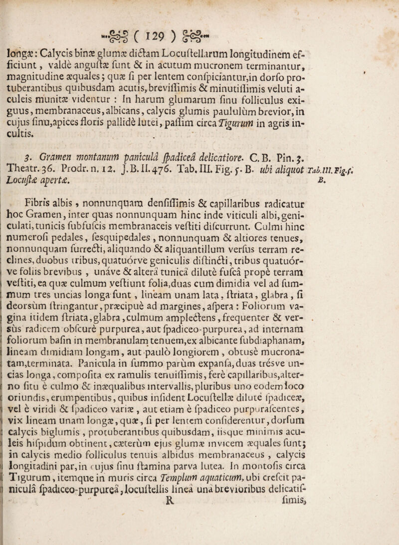 longae: Calycis binae gluma: dictam Locuftellarum longitudinem ef¬ ficiunt , valde anguflae funt & in acutum mucronem terminantur, magnitudine aequales; quae fi per lentem confpiciantur,in dorfo pro¬ tuberantibus quibusdam acutis, breviffimis & minutiflimis veluti a- culeis munita videntur : In harum glumarum finu folliculus exi¬ guus, membranaceus, albicans, calycis glumis paululum brevior, in cujus finu,apices floris pallide lutei, paflim circa 'Tigurum in agris in¬ cultis. 3. Gramen montanum panicula Jpadicea delicatiore. C. B. Pin. j. Theatr.36. Prodr.n, iz. J.B.H.476. Tab,III. Fig. B. ubi aliquot TaUu. Locufla aperte. B. Fibris albis, nonnunquam denfiffimis & capillaribus radicatur hoc Gramen, inter quas nonnunquam hinc inde viticuli albi,geni- : culati, tunicis fubfufcis membranaceis veftiti difcurrunt. Culmi hinc : numerofi pedales, fesquipedales , nonnunquam & altiores tenues, nonnunquam furreili, aliquando & aliquantillum verfus terram re¬ clines, duobus iribus, quatuorve geniculis diftintfli, tribus quatuor- j ve foliis brevibus , unave & altera tunica dilute fufca prope terram I vefliti,ea quae culmum yefliunt folia,duas cum dimidia vel ad fum- : mum tres uncias longa funt, lineam unam lata, Itriata, glabra , fi I deorsum Aringantur, praecipue ad margines,afpera : Foliorum va¬ gina itidem Ariata,glabra,culmum ample£tens, frequenter & ver- . sus radicem obfcure purpurea, aut fpadiceo-purpurea, ad internam foliorum bafin in membranulam tenuem,ex albicante fubdiaphanam, lineam dimidiam longam, aut paulo longiorem , obtuse mucrona¬ tam,terminata. Panicula in fummo parum expanfa,duas tres ve un¬ cias longa,compofita ex ramulis tenuiflimis,fere capillaribus,alter- i no (itu e culmo & inaequalibus intervallis, pluribus uno eodem loco i oriundis, erumpentibus, quibus infident Locuftellae dilute ipadiceae, I vel e viridi & fpadiceo variae, aut etiam e fpadiceo purpurafcentes, 1 vix lineam unam longae, qu#, fi per lentem confiderentur,dorfum calycis biglumis , protuberantibus quibusdam, iisque minimis acu¬ leis hifpidum obtinent,caeterum ejus glumae invicem aequales funt; 1 in calycis medio folliculus tenuis albidus membranaceus , calycis 1 longitadini par,in cujus finu flamina parva lutea. In montofis circa jf Tigurum, itemque in muris circa Templum aquaticum, ubi crcfcit pa- ;) nicula Ipadtceomurpureajfocufleliis linea una brevioribus delicatif- R iimis^