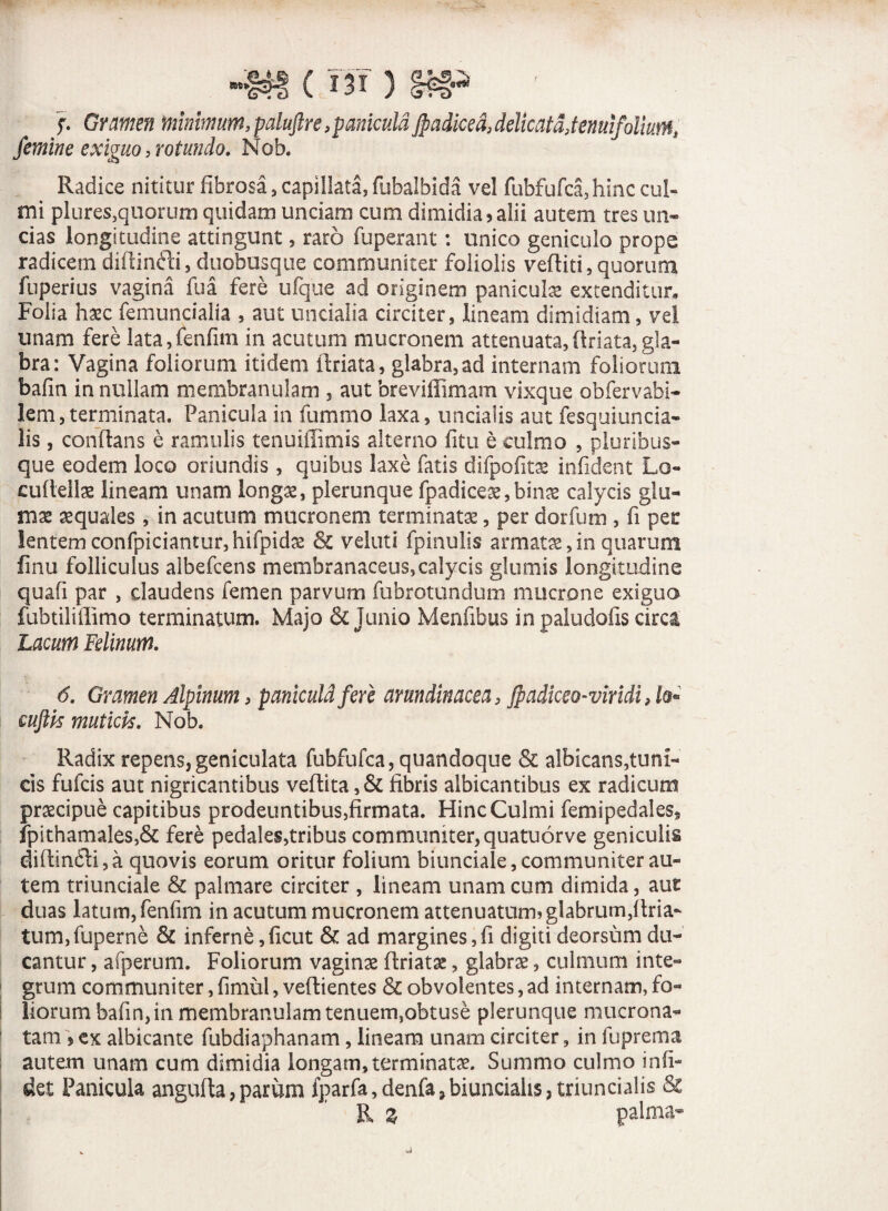 ■m c tjt ) f. Gumen minimum, paluftre, panicula Jpadiced, delicata,tenutfollum, femine exiguo,rotundo, Nob. Radice nititur fibrosa, capillata,fubalbida vel fubfufca,hinc cul¬ mi plures,quorum quidam unciam cum dimidia 5 alii autem tres un¬ cias longitudine attingunt, raro fuperant: unico geniculo prope radicem diftintfti, dtiobusque communiter foliolis veftiti, quorum fuperius vagina fu a fere ufque ad originem panicula extenditur, Folia hasc femuncialia , aut uncialia circiter, lineam dimidiam, vel unam fere lata,ienfim in acutum mucronem attenuata,ftriata,gla¬ bra: Vagina foliorum itidem ftriata, glabra, ad internam foliorum bafm in nullam membranulam , aut breviflimam vixque obfervabi- lem,terminata. Panicula in fummo laxa, uncialis aut fesquiuncia- lis, conflans e ramulis tenuiffimis alterno fitu e culmo , pluribus¬ que eodem loco oriundis, quibus laxe fatis difpofitas infident Lo- cuftellas lineam unam longas, plerunque fpadiceae,binae calycis glu¬ mas aquales, in acutum mucronem terminatas, per dorfum , fi per lentem confpiciantur,hifpidae & veluti fpinulis armatas,in quarum finu folliculus albefcens membranaceus,calycis glumis longitudine quali par , claudens femen parvum fubrotundum mucrone exiguo fubtiliffimo terminatum. Majo & Junio Menfibus inpaludofis circa Lacum Felinum. 6. Gramen Alpinum, paniculd fer e arundinacea, Jpadiceo-viridi, la~ euftk mutick, Nob. Radix repens,geniculata fubfufca, quandoque & albicans,tuni¬ cis fufcis aut nigricantibus veftita, & fibris albicantibus ex radicum praecipue capitibus prodeuntibus5firmata. Hinc Culmi femipedales, fpithamales,& fere pedales,tribus communiter, quatuorve geniculis diffindi, a quovis eorum oritur folium biunciale, communiter au¬ tem triunciale & palmare circiter , lineam unam cum dimida, aut duas latum, fenfim in acutum mucronem attenuatum? glabrum,ftria- tum,fuperne & inferne,ficut & ad margines,fi digiti deorsum du¬ cantur , afperum. Foliorum vaginas ftriatse, glabras, culmum inte¬ grum communiter, fimul, veftientes & obvolentes, ad internam, fo¬ liorum bafin,in membranulam tenuem,obtuse plerunque mucrona¬ tam > ex albicante fubdiaphanam, lineam unam circiter, in fuprema autem unam cum dimidia longam, terminatae. Summo culmo in fi¬ det Panicula angufta,parum fparfa,denfa,biunciah$,triuncialis <$£ R % palma-