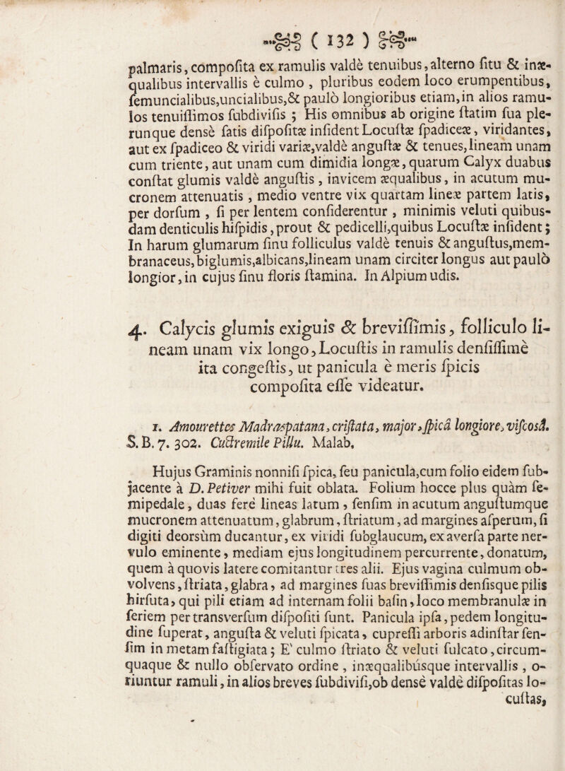 palmaris, compofita ex ramulis valde tenuibus,alterno fitu & inae¬ qualibus intervallis e culmo , pluribus eodem loco erumpentibus, femuncialibus,uncialibus,St paulo longioribus etiam,in alios ramu¬ los tenuilfimos fubdivifis ; His omnibus ab origine flatim fua ple- runque dense fatis difpofitae infident Locuflae fpadiceae, viridantes, aut ex fpadiceo St viridi variae,valde angulis St tenues,lineam unam cum triente, aut unam cum dimidia longae,quarum Calyx duabus conflat glumis valde anguflis , invicem aequalibus, in acutum mu¬ cronem attenuatis, medio ventre vix quartam lineae partem latis, per dorfum , fi per lentem confiderentur, minimis veluti quibus¬ dam denticulishifpidis,prout St pedicelli,quibus Locuftae infident; In harum glumarum finu folliculus valde tenuis St anguflus,mem¬ branaceus, biglumis,albicans,lineam unam circiter longus aut paulo longior, in cujus finu floris flamina. In Alpium udis. 4. Calycis glumis exiguis & breviffimis, folliculo li¬ neam unam vix longo ,Locuftis in ramulis denfiffime ita congeftis, ut panicula e meris fpicis compofita efTe videatur. 1. Amourettos Madrafpatana, criftata, major>Jpicd longiore, vifeosd. 5.5,7.302. CtiSremile Pillu, Malab, Hujus Graminis nonnifi fpica, feu panicula,cum folio eidem fub- jacente a D.Petiver mihi fuit oblata. Folium hocce plus quam fe- mipedale, duas fere lineas latum , fenfim in acutum anguflumque mucronem attenuatum, glabrum, flriatum, ad margines afperum, fi digiti deorsum ducantur, ex viridi fubglaucum, exaverfa parte ner¬ vulo eminente, mediam ejus longitudinem percurrente, donatum, quem a quovis latere comitantur tres alii. Ejus vagina culmum ob¬ volvens ,flriata,glabra, ad margines fuas breviffimisdenfisquepilis hirfuta, qui pili etiam ad internam folii bafin,Ioco membranulae in feriem pertransverfum difpofiti funt. Panicula ipfa,pedem longitu¬ dine fuperat, angufta St veluti fpicata, cupreffi arboris adinflar fen¬ fim in metam fafligiata; E' culmo flriato St veluti. fulcato circum¬ quaque & nullo obfervato ordine , inaequalibusque intervallis , o- riuntur ramuli, in alios breves fubdivifi,ob dense valde difpofitas Jo- cuftas,