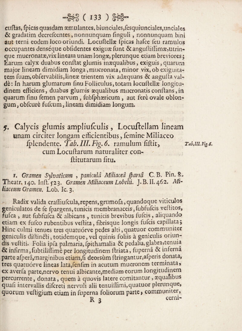 «<n* cuftas, fpicas quasdam aemulantes, biunciales,fesquiunciales,unciales & gradatim decrefcentes, nonnunquam finguli, nonnunquam bini aut terni eodem loco oriundi. Locuffellae (picas hafce feu ramulos occupantes denseque oblidentes exiguae funt &angufli.ffimae,utrin- que mucronatae,vix lineam unam longae, plerunque etiam breviores; Earum calyx duabus confiat glumis inaequalibus, exiguis,quarum major lineam dimidiam longa,mucronata,minor vix,ob exiguita¬ tem fuam,obfervabiiis,lineae trientem vix adaequans & angufta val¬ de: In harum glumarum finu Folliculus,totam locuflellae longitu¬ dinem efficiens, duabus glumis aequalibus mucronatis conflans,in quarum finu femen parvum , fubfphaericum , aut fere ovale oblon» gum, obfcure fufcum,lineam dimidiam longum. y. Calycis glumis ampliufculis, Locuilellam lineam unam circiter longam efficientibus y femine Miliaceo Iplendente. Tab.III. Fig. 6. ramulum Tab.in.tigj. cum Locuftarum naturaliter con- ftitutarum finu * ' . *' * f t, M/, i. Gramen Silvaticum , panicula Miliacea Jparsd C B. Pin. 8* Theatr, 140. Infi, 5*2:3. Gramen Miliaceum Lobelii. J.B. II. 463. Mi* liaceum Gramen, Lob. Ic. 3. Radix valida craffiufcula,repens,grumofa,quandoque viticulos geniculatos de fe fpargens,tunicis membranaceis,fubfufcis yeftitos, fufca , aut fubfufca & albicans , tunicis brevibus fufcis, aliquando etiam ex fufco rubentibus vefiita, fibrisque longis fulcis capillata; Hinc culmi tenues tres quatuorve pedes alti ,quatuor communiter geniculis difiin&i, totidemque, vel quinis foliis a geniculis oriun¬ dis velliti. Folia ipfa palmaria, fpithamalia & pedalia, glabrayenuia & infirma,fubtiliffime per longitudinem firiata, fuperna & inferna parte afpera,marginibus etiam,fi deorsum firingantur,afperis donata, tres quatuorve lineas lata,fenfim in acutum mucronem terminata, ex averfa parte,nervo tenui albicante,mediam eorum longitudinem percurrente, donata, quem a quovis latere comitantur, aequalibus quafi intervallis difcreti nervuli alii tenuillimi,quatuor plerunque, quorum vefiigium etiam in fuperna foliorum parte > communiter, R 3 ceml~