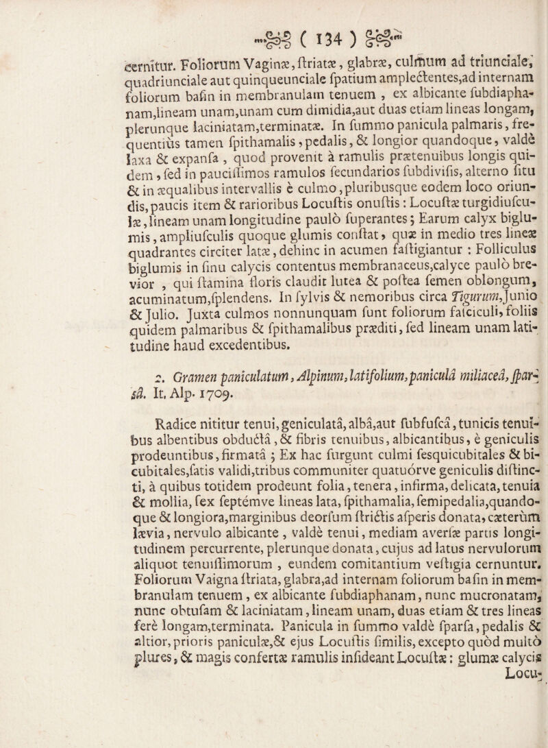 -demitur. Foliorum Vaginae, ftriat^e, glabrae, culrnum ad triunciale, quadriunciale aut quinqueunciale fpatium ample6lentes,ad internam foliorum bafin in membranulam tenuem , ex albicante fubdiapha- nam,lineam unam,unam cum dimidia,aut duas etiam lineas longam, pierunque iaciniatam,terminatae. In fummo panicula palmaris, fre¬ quentius tamen fpithamalis 5 pedalis, & longior quandoque, valde laxa & expanfa , quod provenit a ramulis praetenuibus longis qui¬ dem ,fed in pauciffimos ramulos fecundarios fubdivifis, alterno fitu & in squalibus intervallis e culmo, pluribusque eodem loco oriun¬ dis, paucis item & rarioribus Locuftis onuftis: Locufts turgidiufcu- lae, lineam unam longitudine paulo fuperantes; Earum calyx biglu- mis, ampliufculis quoque glumis condat > qnx in medio tres lineas quadrantes circiter latae,dehinc in acumen faftigiantur : Folliculus bigiumis infinu calycis contentus membranaceus,calyce paulo bre¬ vior , qui flamina floris claudit lutea & poflea femen oblongum, acuminatum,fplendens. In fylvis & nemoribus circa Tigurum,Junio & Julio. Juxta culmos nonnunquam funt foliorum faiciculU foliis quidem palmaribus & fpithamalibus praediti, fed lineam unam lati¬ tudine haud excedentibus. r. Gramen pankulatum, Alpinum, latifolium,panicula miliaced, $ar* sd. It, Alp. 1709. Radice nititur tenui, geniculata, alba,aut fubfufca, tunicis tenui¬ bus albentibus obdudla ,& fibris tenuibus, albicantibus, e geniculis prodeuntibus, firmata , Ex hac furgunt culmi fesquicubitales & bi¬ cubitales,fatis validi,tribus communiter quatuorve geniculis diftinc- ti, a quibus totidem prodeunt folia,tenera,infirma,delicata,tenuia & mollia, fex feptemve lineas lata, fpithamalia,femipedalia,quando¬ que & longiora,marginibus deorfum ftri&is afperis donata» ceterum laevia, nervulo albicante , valde tenui, mediam averis partis longi¬ tudinem percurrente, pierunque donata, cujus ad latus nervulorum aliquot tenuiflimorum , eundem comitantium vefiigia cernuntur. Foliorum Vaigna ftriata, glabra,ad internam foliorum bafin in mem¬ branulam tenuem, ex albicante fubdiaphanam, nunc mucronatam, nunc obtufam & laciniatam, lineam unam, duas etiam & tres lineas fere longam,terminata. Panicula in fummo valde fparfa,pedalis & altior, prioris paniculae,& ejus Locuilis fimilis, excepto quod multo plures, & magis confertae ramulis infideant Locuftae; glumae calycis Locu*