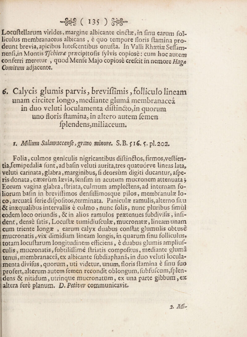 H9%&$ ( J35 ) Locaflellarum virides,margine albicante cin£b2,rn finu earum fol¬ liculus membranaceus albicans , e quo tempore floris flamina pro¬ deunt brevia,apicibus lutefcentibus onufta. In Valli Rhaetias Seffam- nenfi,in Montis Tfchier* pnecipitofis fyivis copiose: cum hoc autem conferri meretur , quod Menfe Majo copiose crefcit in nemore Comitum adjacente. 6. Calycis glumis parvis, brevi ffimis, folliculo lineam unam circiter longo, mediante gluma membranacea in duo veluti loculamenta diftinfto3in quorum uno floris flamina, in altero autem femen fplendens^miliaceum. j. Milium Salamccenfe,grano minore. S.B. fiC. pl.2o& Folia 3 culmos geniculis nigricantibus diftinflos,firmos3veftien- tia,femipedalia funt ,ad bafin veluti aurita,tres quatuorve lineas latay veluti carinata,glabra,marginibus,fi deorsum digiti ducantur, afpe- I risdonata,caeterum laevia,fenfim in acutum mucronem attenuata** Eorum vagina glabra,flriata,culmum ample6fens,ad internam fo¬ liorum bafin in brevi ffimos denfiflimosque pilos, membranulae Io» ;co, arcuata feriedifpofitos,termmata. Panicula ramulis,alterno fi tu j & inaequalibus intervallis e culmo > nunc folis, nunc pluribus fimul eodem loco oriundis , & in alios ramulos prastenues fubdivilis, infi- 1 dent, dense fatis, Locuftae tumidiufcuta, mucronatae, lineam unam ,cum triente longae , earum calyx duabus conflat glumuiis obtuse : mucronatis 5 vix dimidiam lineam longis, in quarum finu folliculus? 1; totam locuftarum longitudinem efficiens, e duabus glumis ampliuf- iculis 5 mucronatis, fubtiliffime flriatis compofitus, mediante glumi tenui,membranacea,ex albicante fubdiaphanadn duo veluti locula¬ menta divifus, quorum, uti videtur, unum, floris flamma e finu fuo profert,alterum autem femen recondit oblongum, fubfufcum/plen- :dens & nitidum,utrinque mucronatum, ex una parte gibbum,..ex ) altera fere planum, D. Peiiver communicavit, I waa y »
