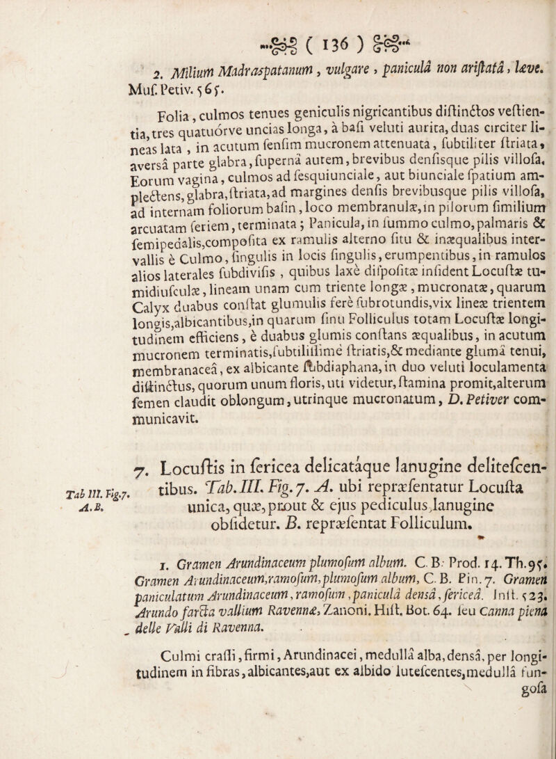 2. Milium Madraspatanum, vulgare > panicula non ariftatd, Uve. Muf.Petiv. 565*. Folia, culmos tenues geniculis nigricantibus diflinttos veflien- tia tres quatuorve uncias longa, a bafi veluti aurita, duas circiter li¬ neas lata , in acutum fenfim mucronem attenuata, fubtiliter flriata* aversi parte glabra, fuperna autem,brevibus denfisque pilis villofa. Eorum vagina, culmos ad fesquiunciale, aut biunciale fpatium am- ple&ens, glabra,ftriata,ad margines denfis brevibusque pilis villofa, ad internam foliorum bafin, loco membranulam pilorum fimilium arcuatam feriem,terminata; Panicula,infummoculmo,palmaris & femipedalisjcompofita ex ramulis alterno fitu & inaequalibus inter¬ vallis e Culmo,lingulis in locis fingulis,erumpentibus,in ramulos alios laterales fubdivifis , quibus laxe difpofitae infidentLocuffae tu- midiufculse, lineam unam cum triente long£ , mucronatas, quarum Calyx duabus conflat glumulis fere fubrotundis,vix lines trientem longis,albicantibus,in quarum finu Folliculus totam Locuftae longi¬ tudinem efficiens, e duabus glumis conflans squalibus, in acutum mucronem terminatis,fubtiliilime ftriaris,& mediante gluma tenui, membranacea, ex albicante ffibdiaphana,in duo veluti loculamenta dittinftus, quorum unum floris, uti videtur, flamina promit,alterum femen claudit oblongum,utrinque mucronatum, D.Petiver com¬ municavit. 7. Locuftis in fericea delicataque lanugine delitefcen- Tah 112. %7. tibus. Tab. III. Fio. 7. A. ubi repraefentatur Locufta UA.i * unica, qua?,prout & ejus pediculusjanugine oblidetur. B. reprsefentat Folliculum. «► 1. Gramen Arundinaceum plumofum album. C B Prod. 14.Th.9f* Gramen Arundinaceum,ramofum,plumofum album, C. B. Pin.7, Gramen paniculatum Arundinaceum,ramofum,panicula densa,fericed. Jnit. ^23. Arundo farcta vallium Ravenna, Zanoni. Hili Bot. 64. leu canna plena ^ delle Falli di Ravenna. Culmi craffi,firmi, Arundinacei, medulla alba,densa, per longi¬ tudinem in fibras,albicantes,aut ex albido lutefcentes,medulla fun- gofa