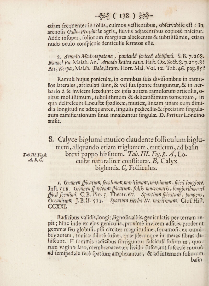 / ( 138 ) etiam frequenter in foliis, culmos veftientibus, obfervabile eft : Ia arenofis Gallo-Provincti agris, fluviis adjacentibus copiose nafeitur. Adde infuper, foliorum margines albefeentes & fubtiliffimis, etiam nudo oculo confpicuis denticulis ferratos effe. 2C Arundo Madraspat ana , panicula fericed albiffimcL S.B. 7.268. tfaunel Pu. Malab. An. Arundo Indica,cava. Hift. Ox. Sedi 8. p.2i 9.8 ? An, ICerpa, Malab. Bala,Bram. Horu Mai VoL 12. Tab. 46. pag,8f ? Ramuli hujus paniculae, in omnibus fuis divifionibus in ramu¬ los laterales,articulati funt,& vel fuafponte franguntur,& in her¬ bario a fe invicem feceduntr ex ipfis autem ramulorum articulis,o- ritur molliilimum, fubtiliffimum & delicatiffimum tomentum , in qua delitefcunt Locuto fpadicese, muticae, lineam unam cum dimi¬ dia longitudine adaequantes, lingulis pedicellis5& fpeciatim lingula¬ rum ramificationuni finui innafeuntur linguis. D.Petiver Londina 8. Calyce biglumi mutico claudente folliculum biglu- mem,aliquando etiam triglumem,muticumy ad bafin lai.ni %fe brevi pappo hirfutum. Tab. I1L Fig. %.Ay Lo- cato naturaliter conftitutax By Calyx biglumis. Cy Folliculus.. 1. Gramen Jpkatum^fecaUnum,maritimum, maximum ,$tcd longiore. Inft. ? 18. GramenJparteum jficatum,foliis mucronatis, longioribus,vel ffiica fecalind. C.B. Pin. 5. Theatr.67. Spartium Jpicaturh, pungens 9 Oceankum. J.B.II. fii» Spartum Herba III maritimum. Ciuf HilL CCXXI. Radicibus validis,longis,Iignofis,albis,geniculatis per terram re¬ pit; hinc inde ex ejus geniculis,proxime invicem adfitis, prodeunt gemmae feu globuli,pifi circiter magnitudine,fquamofi, ex omni¬ bus autem , tunicae dilute fufeae , quae plerunque in meras fibras de- hifcunt. E' fu ramis radicibus furriguntur fafciculi foliorum , quo¬ rum vaginae latae, membranaceae,ex livido fu fete,aut fufae,fe mutuo sd femipedale fere fpatium amplexantur, & ad internam foliorum bafin