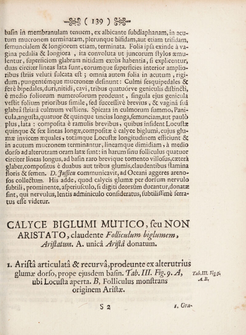 «18 bafin ia membranulam tenuem, ex albicante fubdiaphanam,in acu¬ tum mucronem terminatam,plerunque bifidam,aut etiam trifidam, femuncialem & longiorem etiani, terminata. Folia ipfa exinde a va¬ gina pedalia & longiora , ita convoluta ut juncorum flylos aemu¬ lentur, fuperfickm glabram nitidam extus habentia, fi explicentur, duas circiter lineas lata ibnt,eorumque fuperficies interior amplio¬ ribus flriis veluti falcata eft ; omnia autem folia in acutum , rigi¬ dum, pungentemque mucronem delinunt : Culmi fesquipedales & fere bipedales,durfinitidi,cavioribus quatuorve geniculis diflin£li, e medio foliorum numeroforum prodeunt, fingula ejus genicula veflit folium prioribus fimile,fed fucceffive brevius , & vagina fua glabra ftriata culmum veftieris. Spicata in culmorum fummo, Pani¬ cula,angufta,quatnor & quinque uncias longa,femunciam,aut paulo plus,lata : compofita e ramulis brevibus, quibus infidentLocuto quinque & fex lineas longae,compofitae e calyce biglumi,cujus glu¬ mae invicem aequales, totam que Locuto longitudinem efficiunt in acutum mucronem terminantur,lineamque dimidiam, a medio dorfo ad alterutram oram latae funt: in harum finu folliculus quatuor circiter lineas longus, ad bafin raro brevique tomento villofus,caetera glaber,compofitus e duabus aut tribus glumis,claudentibus flamina floris & femen. D. Juffieu communicavit, ad Oceani aggeres areno- fos colleftum. His adde, quod calycis glumae per dorfum nervulo fubtili, prominente, afperiufculo, fi digiti deorsum ducantur,donata fint, qui nervulus, lentis adminiculo confideratus, fubtiliifime ferra¬ tus effe videtur. CALYCE BIGLUMI MUTICO,feuNON ARISTATO > claudente Folliculum higlumem» Ariftatum. A. unica Arijid donatum. t. Ariffca articulata & recurva^prodeunte ex alterutrius gluma? dorfo, prope ejusdem bafin. T'ab. IIL Fig. 9, A? taUii ubi Locufta aperta. B, Folliculus monftrans A' originem Arifld® S % Gm*