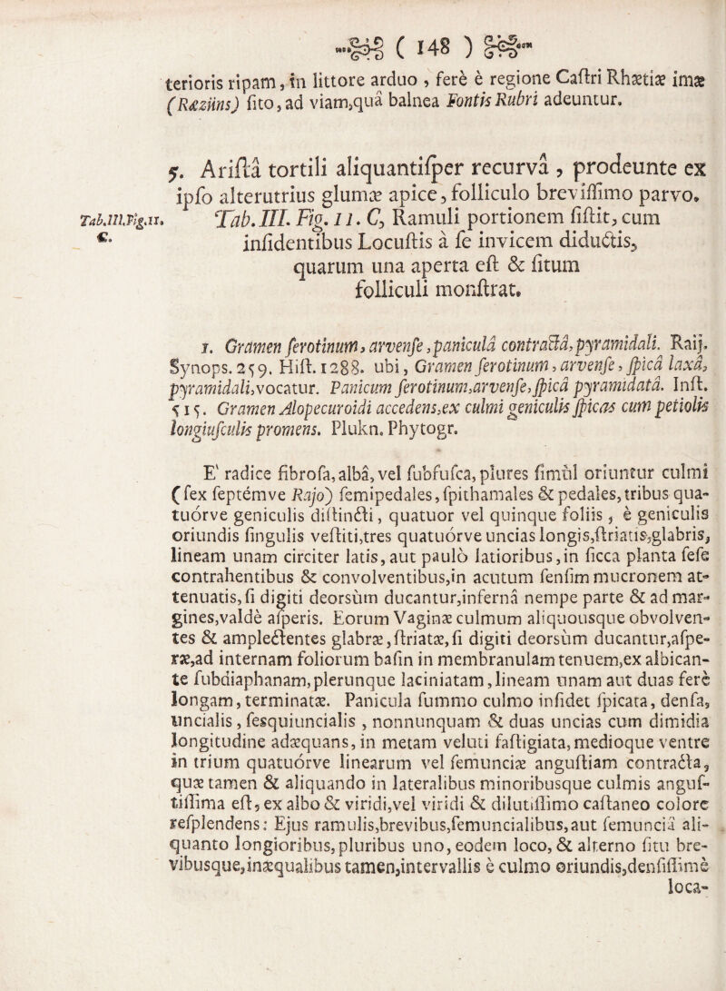 terioris ripam, in littore arduo , fere e regione Caflri Rhaetiae imae (R&ziins) fito,ad viam,qua balnea FontisRubri adeuntur. 5« Arifta tortili aliquantiiper recurva , prodeunte ex ipfo alterutrius gluma? apice, folliculo breviffimo parvo» TahnWgju Tab.IIL Fig. n.Q Ramuli portionem fiftit, cum iniidentibus Locuftis a fe invicem didu&is, quarum una aperta eft & litum folliculi monftrat» j. Gramen ferotinum > arvenfe,panicula contraSd,pyramidali. Raip Synops.259. Hift.1288. ubi, Gramenferotinum,arvenfe, jpica laxa, pyramidali,vocatur. Panicum ferotinum,arvenfe,Jpica pyramidata. Inft* 515. Gramen Alopecuroidi accedens,ex culmi geniculis Jpicas cum petiolis tongiufculis promens. Plukn. Phytogr, E' radice fibrofa, alba, vel fubfufca, plores fimul oriuntur culmi (fex feptemve Rajoj femipedales,fpithamales & pedales, tribus qua- tuorve geniculis diftin&i, quatuor vel quinque foliis, e geniculis oriundis lingulis veftitftres quatuorve uncias longis,ftriatisjglabris, lineam unam circiter latis,aut paulo latioribus,in licca planta fefe contrahentibus & convolventibus,in acutum fenfim mucronem at¬ tenuatis, fi digiti deorsum ducantur,inferna nempe parte & ad mar¬ gines,valde afperis. Eorum Vaginae culmum aliquousque obvolven¬ tes & ampleftentes glabrae 3 flriatae, li digiti deorsum ducantur,afpe- rae,ad internam foliorum bafin in membranulam tenuem,ex albican¬ te fubdiaphanam,plerunque laciniatam,lineam unam aut duas fere longam, terminatas. Panicula fummo culmo in fi det fpicata, denfa, uncialis, fesquiuncialis , nonnunquam & duas uncias cum dimidia longitudine adaequans, in metam veluti fafligiata,medioque ventre in trium quatuorve linearum vel feniuncias anguftiam contradta, quae tamen & aliquando in lateralibus minoribusque culmis anguf- t-iilinia eft5 ex albo & viridi,vel viridi & dilutiflimo caftaneo colore sefplendens: Ejus ramulis,brevibus,femuncialibus,aut femuncia ali¬ quanto longioribus, pluribus uno, eodem loco, & alterno fitu bre¬ vibusque, inaequalibus tamen,intervallis e culmo oriundis,denfiffime loca-