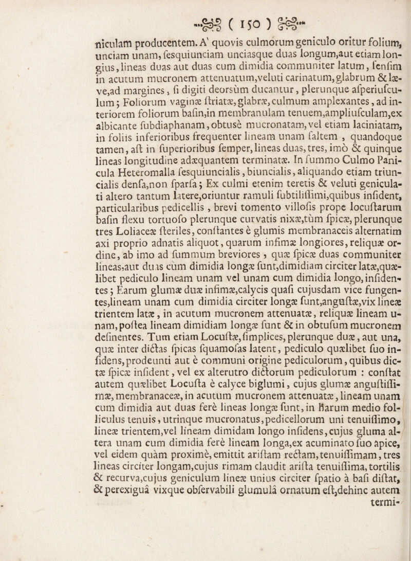 ni colam producentem. A' quovis culmorum geniculo oritur folium, unciam unam, fesquiunciam unciasque duas longum,aut etiam lon¬ gius, lineas duas aut duas cum dimidia communiter latum, fenfim in acutum mucronem attenuatum,veluti carinatum, glabrum & lae¬ ve,ad margines> fi digiti deorsum ducantur, plerunque afperiufcu- lum; Foliorum vagina (friatae, glabrae, culmum amplexantes, ad in¬ teriorem foliorum bafin,in membranulam tenuem,ampliufculam,ex albicante fubdiaphanam., obtuse mucronatam, vel etiam laciniatam, in foliis inferioribus frequenter lineam unam faltem , quandoque tamen, ad in fuperioribus femper,lineas duas,tres, imo & quinque lineas longitudine adaequantem terminatae. In fummo Culmo Pani¬ cula Heteromalla fesquiuncialis ,biuncialis,aliquando etiam triun- cialis denfa,non fparfa; Ex culmi etenim teretis & veluti genicula¬ ti altero tantum latere,oriuntur ramuli fubtiliflimi,quibus infident, particularibus pedicellis , brevi tomento villofis prope loc 11 Harum bafin flexu tortuofo plerunque curvatis nixae,tum fpicae, plerunque tres Loliaceae Heriles, conflantes e glumis membranaceis alternarim axi proprio adnatis aliquot,quarum infimae longiores, reliquae or¬ dine, ab imo ad fummum breviores, quae fpic& duas communiter !ineas,aut dius cum dimidia longae funt,dimidiam circiter latae,quae- libet pediculo lineam unam vel unam cum dimidia longo, infiden* tes; Earum glumae duae infimae,calycis quafi cujusdam vice fungen¬ tes,lineam unam cum dimidia circiter longae funt,angudae,vix line£ trientem latae, in acutum mucronem attenuatae, reliquae lineam u- nam,poHea lineam dimidiam longae funt & in obtufum mucronem definenres. Tum eriamLocuHae,fimplices,plerunque duae,aut una, quae inter di&as fpicas fquamofas latent, pediculo quaelibet fuo in- fidens,prodeunti aut e communi origine pediculorum,quibus dic¬ tae fpicae infident, vel ex alterutro didlorum pediculorum : conHat autem quaelibet Locufla e calyce bigiumi, cujus glumae angudiffi- mae, membranaceae, in acutum mucronem attenuatae, lineam unam cum dimidia aut duas fere lineas longae funt, in Harum medio fol¬ liculus tenuis,utrinque mucronatus,pedicellorum uni tenuillimo, lineae trientem,vel lineam dimidam longo infidens,cujus gluma al¬ tera unam cum dimidia fere lineam longa,ex acuminato fuo apice, vel eidem quam proxime, emittit ariflam re61am, tenuiffimam, tres lineas circiter longam,cujus rimam claudit arida tenuiflima, tortilis & recurva,cujus geniculum lineae unius circiter fpatio a bafi didat, & perexigua vixque obfervabili glumula ornatum efl,dehinc autem termi-