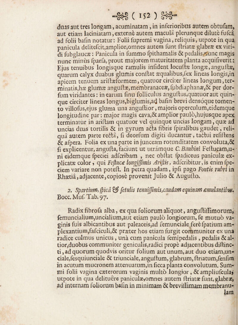 duas aut tres longam, acuminatam, in inferioribus autem obtufam, aut etiam laciniatam, externe autem macula plerunque dilutefufca ad folii bafin notatur: Folii fupremi vagina,reliquis, utpote in qua panicula delitefcit,amplior,omnes autem funt flriata? glabrae ex viri» di fubglaucae: Panicula in fummo fpithamalis & pedalisXanc magis nunc minus fparfa, prout majorem maturitatem planta acquifiverit: Ejus tenuibus iongisque ramulis infident locufte longae,anguIte, quarum calyx duabus glumis conflat aequalibus,fex lineas longis,in apicem tenuem arifteformem,quatuor circiter lineas longum,ter¬ minatis,hae glumae angufte,membranaceae, fubdiaphana?,& per dor- fum viridantes: in earum finu folliculus anguflus, quatuor aut quin¬ que circiter lineas longus,biglumis,ad bafin brevi densoque tomen¬ to villofus,ejus gluma una anguflior, majoris operculum,eidemque longitudine par: major magis cava,&ampliorpaulo,hujusqueapex terminatur in ariftam quatuor vel quinque uncias longam, quae ad uncias duas tortilis & in gyrum a6la fibris fpiralibus gaudet, reli¬ qua autem parte redla, fi deorfum digiti ducantur, tadlui refiftens & afpera. Folia ex una parte in junceam rotunditatem convoluta,Sc fi explicentur, angufta, faciunt ut utramque C.Bauhini Feflucam,u- ni eidemque fpeciei adferibam , nec obdat fpadiceus panicute ex¬ plicata color , qui Feftuc£ longijjimis Ariftts, adfcribitur,is enim fpe- ciem variare non potefl. In petra quadam, ipfi pago Fontit rubri in Rhaetia, adjacente, copiose provenit Julio & Auguflo. 2. Spartium, fpicd & fetulis tenuiffumh,caudam equinum mulantibus. Bocc.MufTab.97. Radix fibrofa alba, ex qua foliorum aliquot, angiifliffimorum, femuncialium,uncialium,aut etiam paulo longiorum, fe mutuo va¬ ginis fuis albicantibus aut paleaceis,ad femunciaie fere fpatium am¬ plexantium, fafciculi,& praeter hos etiam furgit communiter ex una radice culmus unicus, una cum panicula femipedalis , pedalis & al- tior,duobus communiter geniculis,radici prope adjacentibus difline¬ ti, ad quorum quod vis oritur folium aut unum, aut duo etiam,un¬ ciale,fesquiunciale & triunciale,angudum, glabrum, (friatum,fenfim in acutum mucronem attenuatnm,in ficca planta convolutum. Sum¬ mi folii vagina ceterorum vaginis multo longior, & ampliufcula*' utpote in qua delituere panicute,omnes autem flriatae funt, glabrae, ad internam foliorum bafin in minimam & breviffimam membranu¬ lam